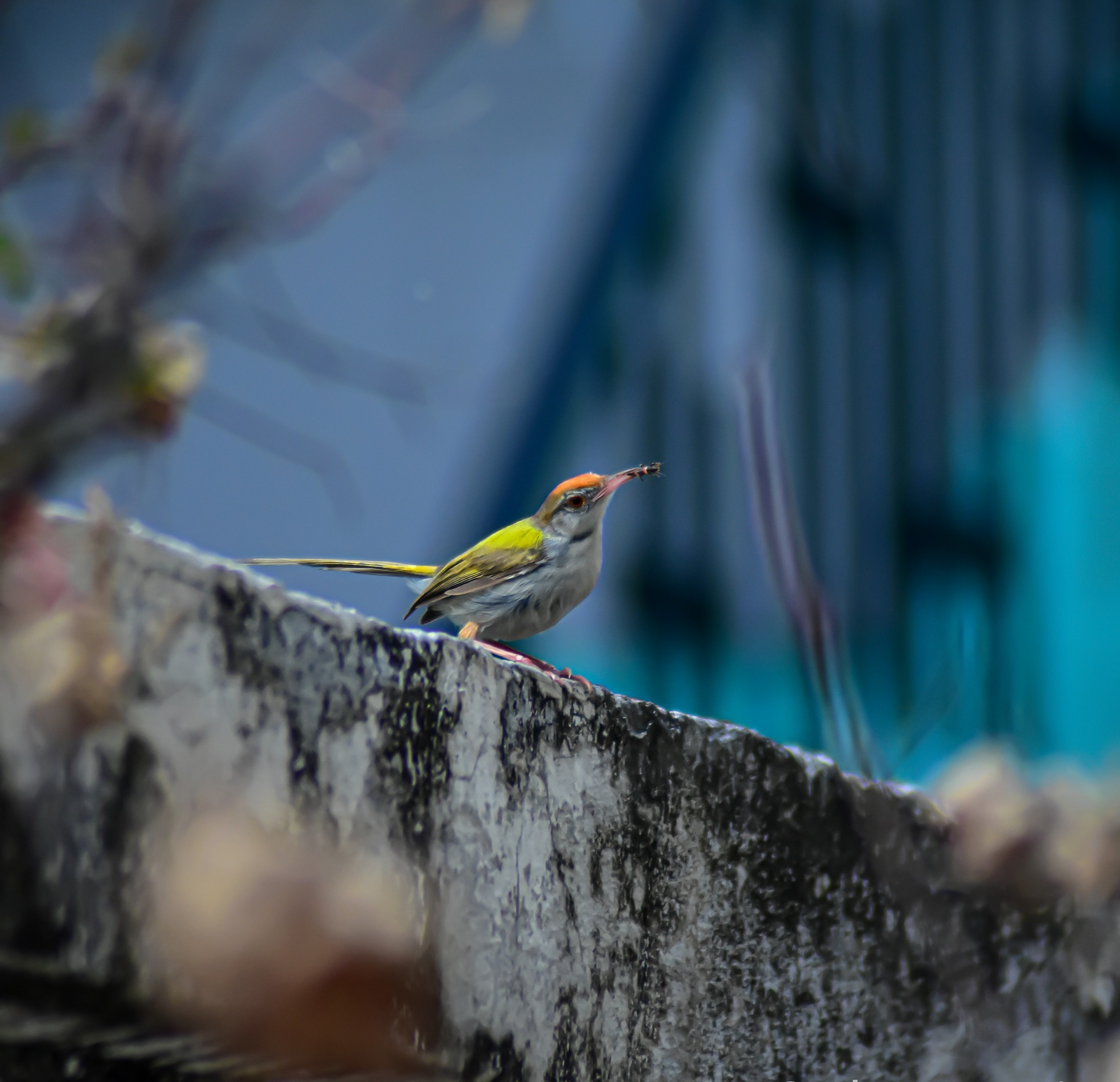 Lonely Bird on a Wall