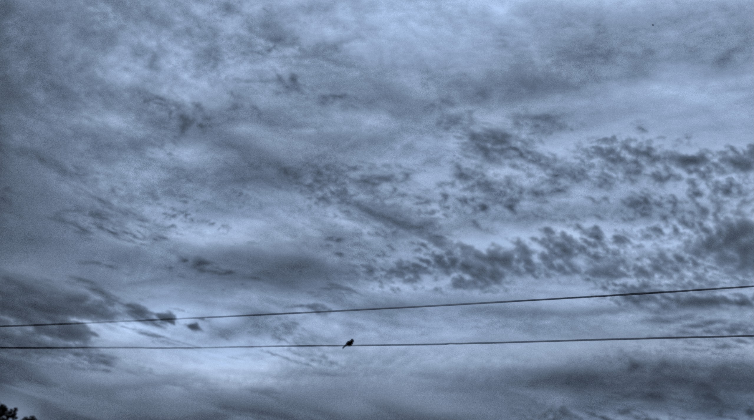 Lonely Bird on wire