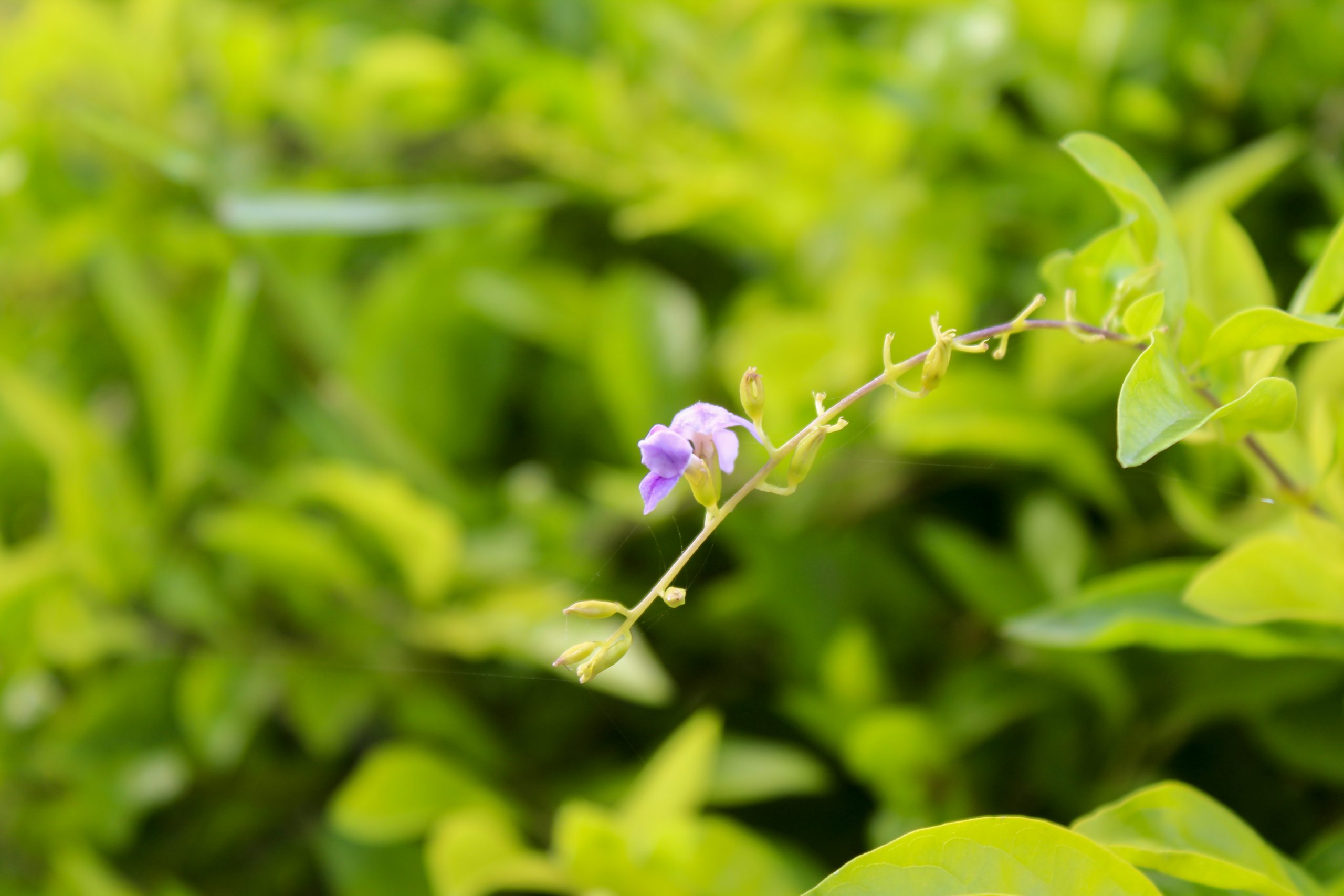 Lonely purple flower