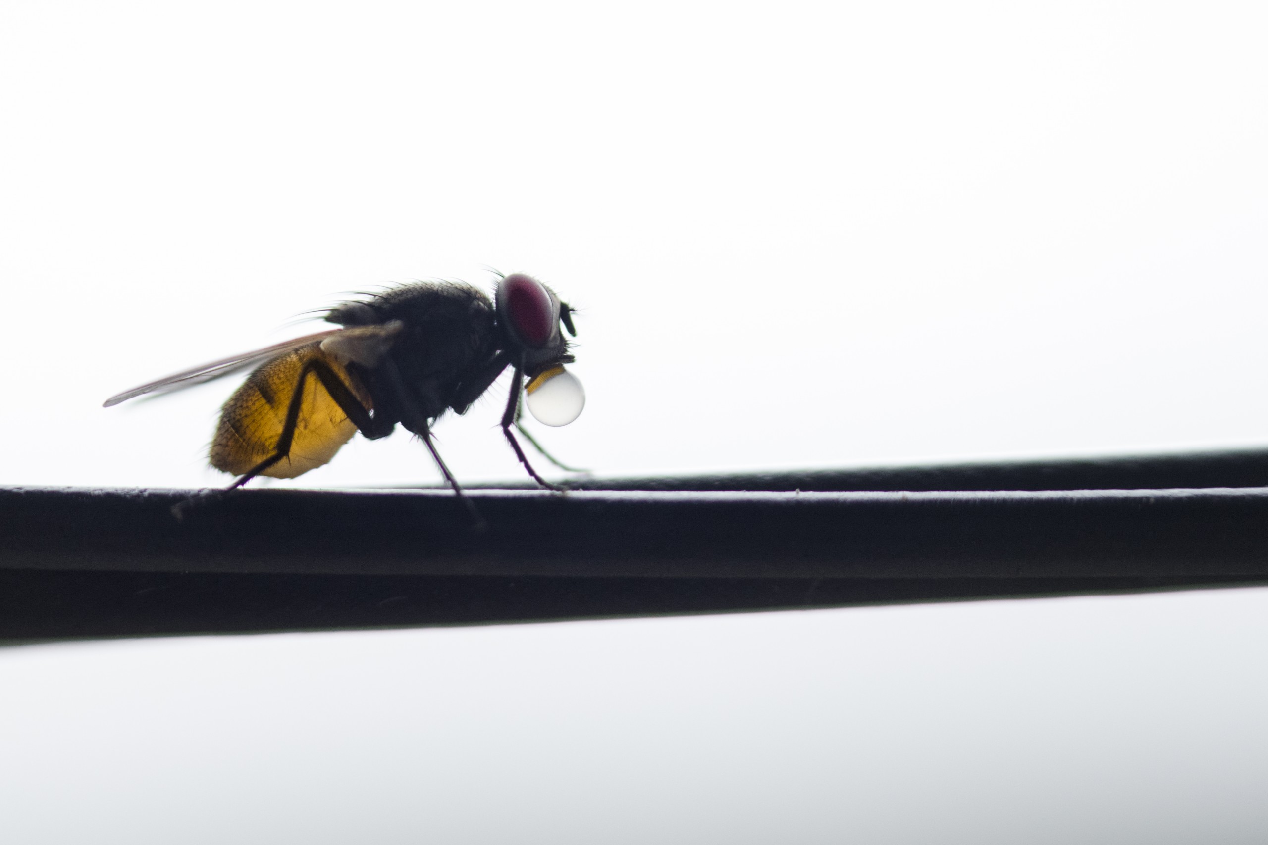 Housefly with Cooling bubble