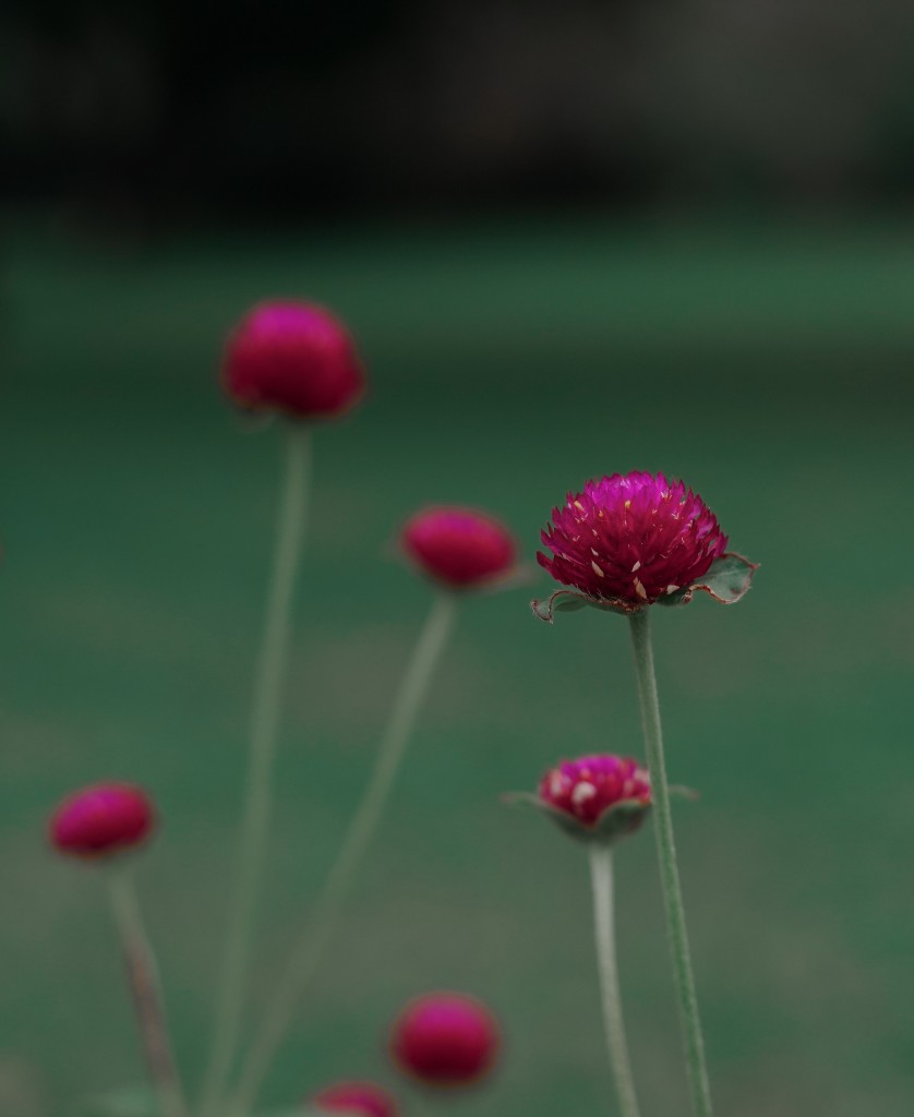 Magenta Flower with Beauty PixaHive