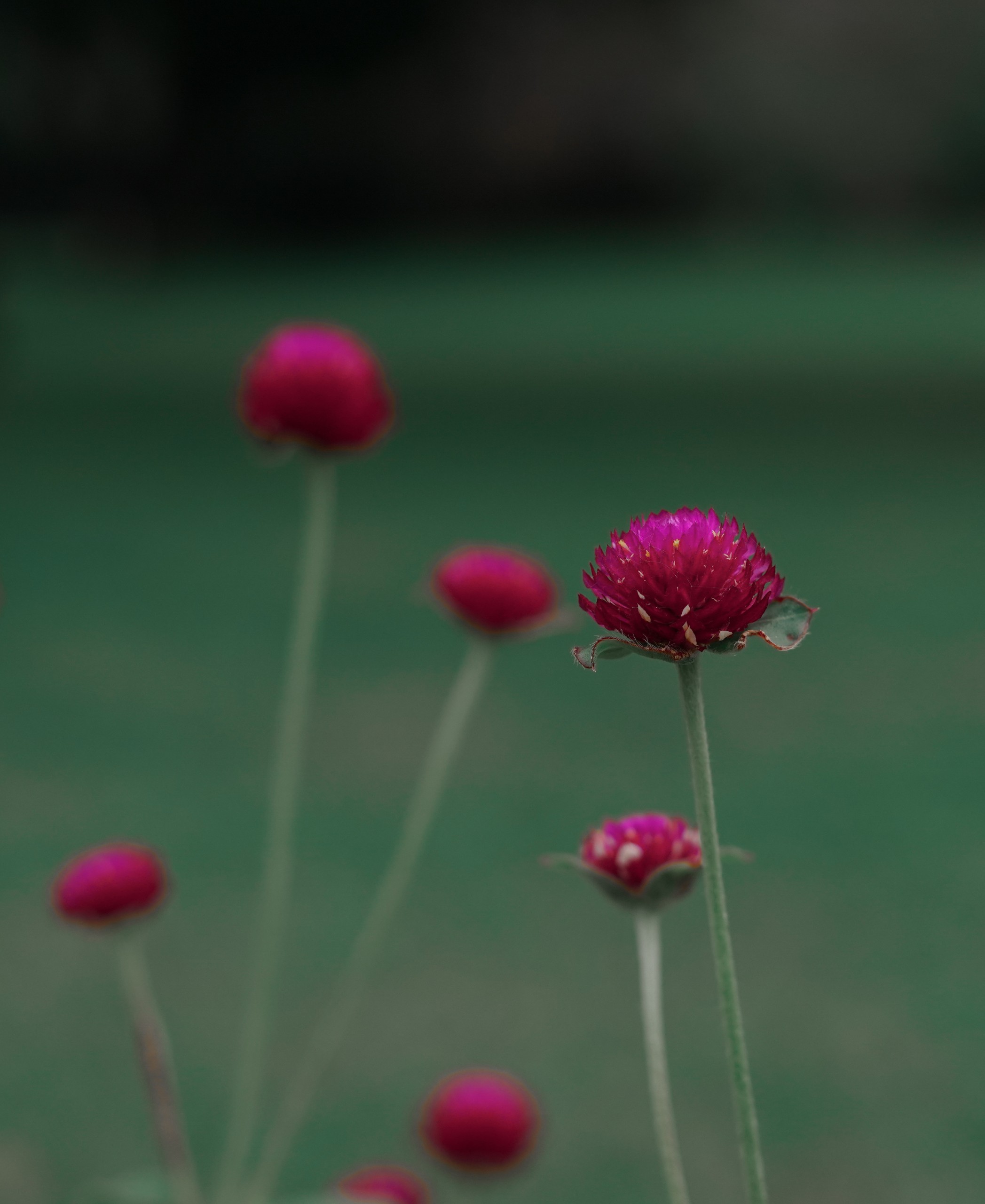 Magenta Flower with Beauty