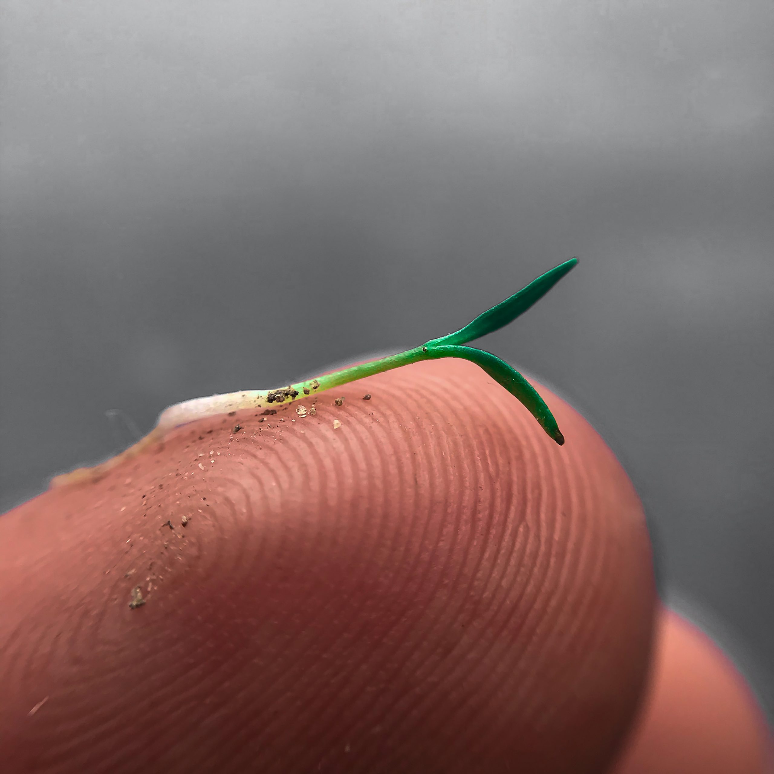 Micro Plant on a finger