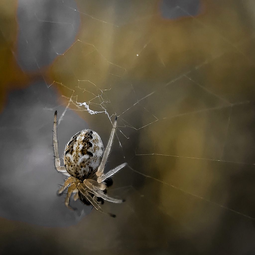 Mini Spider - PixaHive