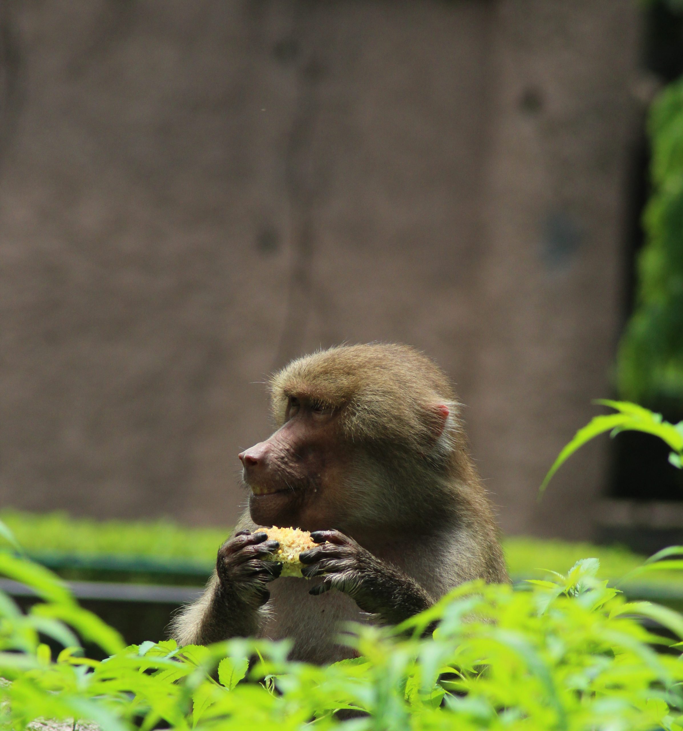 Monkey Eating Food 