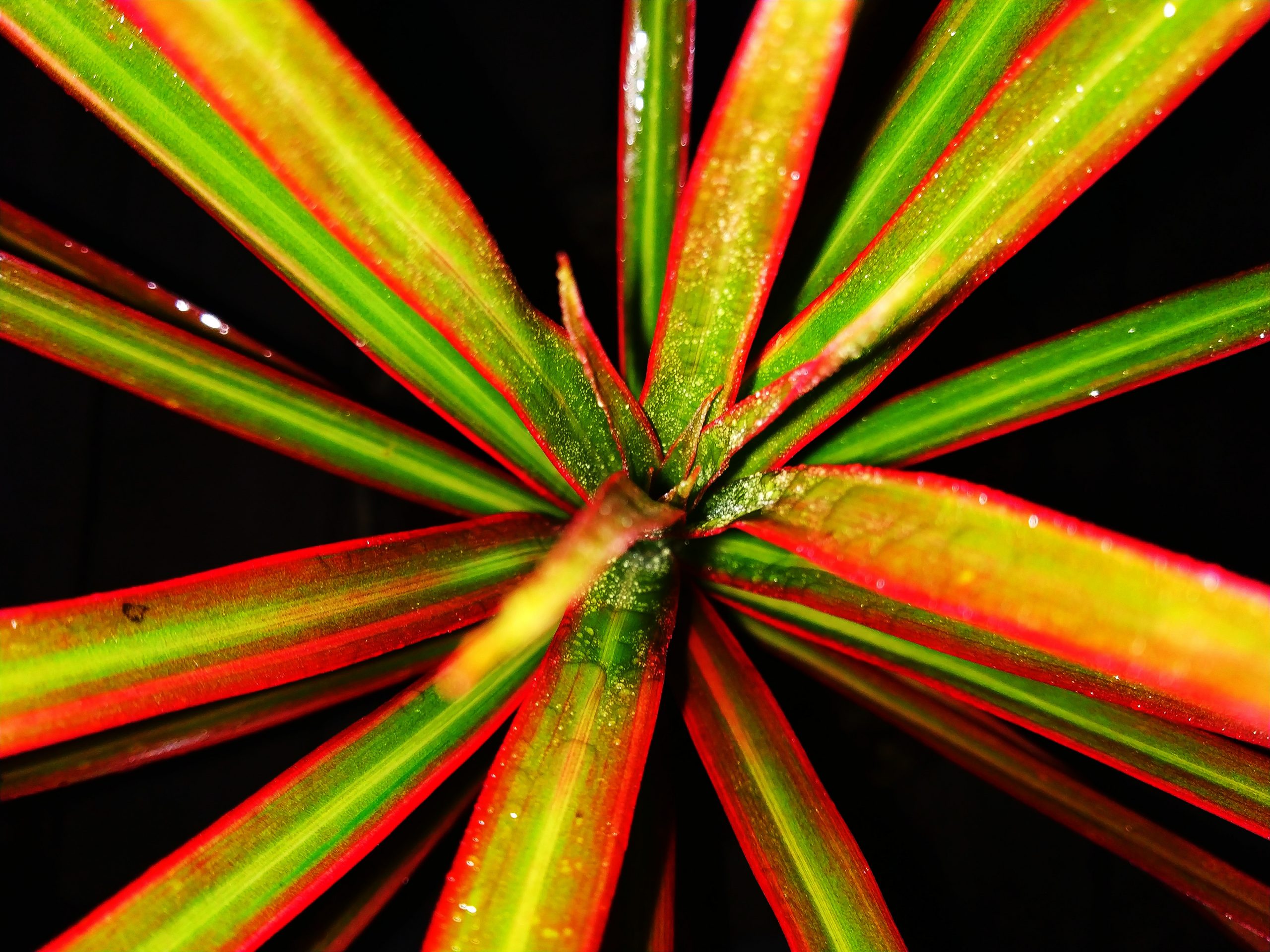 Multi-colored Plant on Dark Background