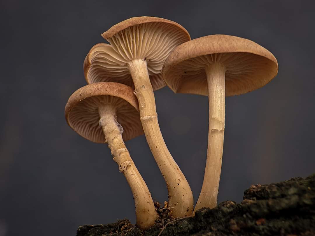 Mushrooms Indian Fungi