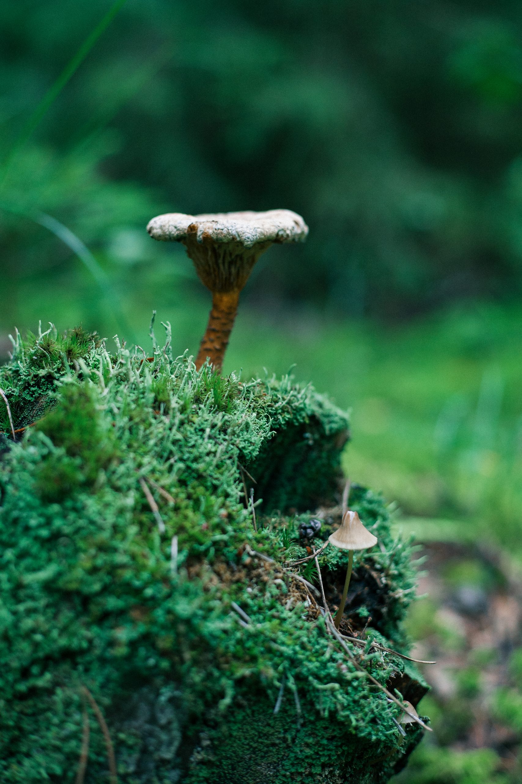 Mushroom Macro and mosses