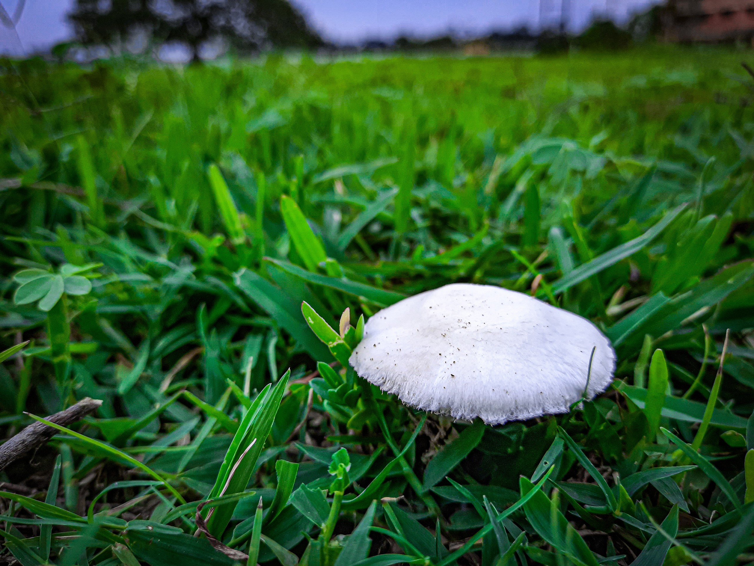 Mushroom on the Grass