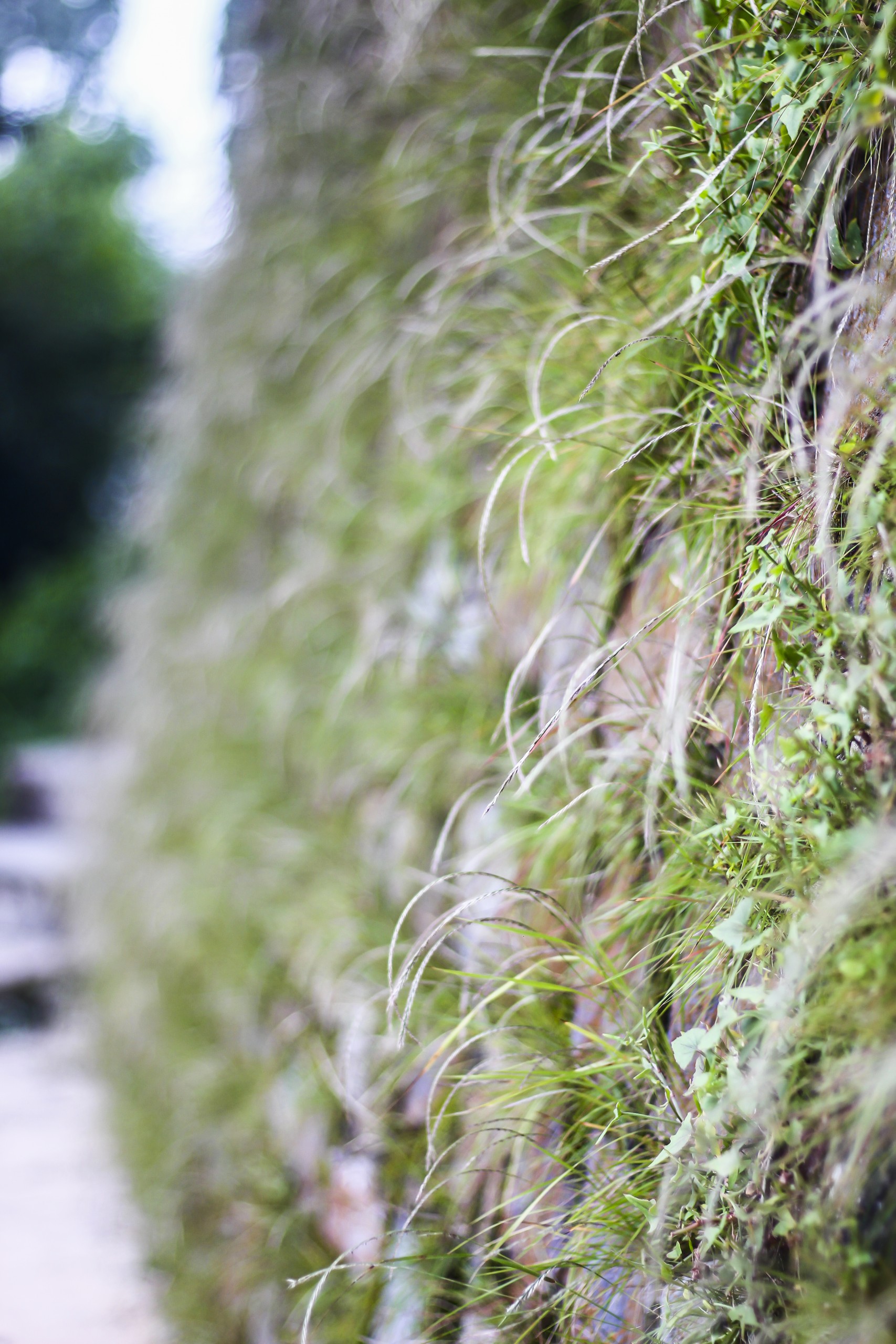 Green Grass on a wall