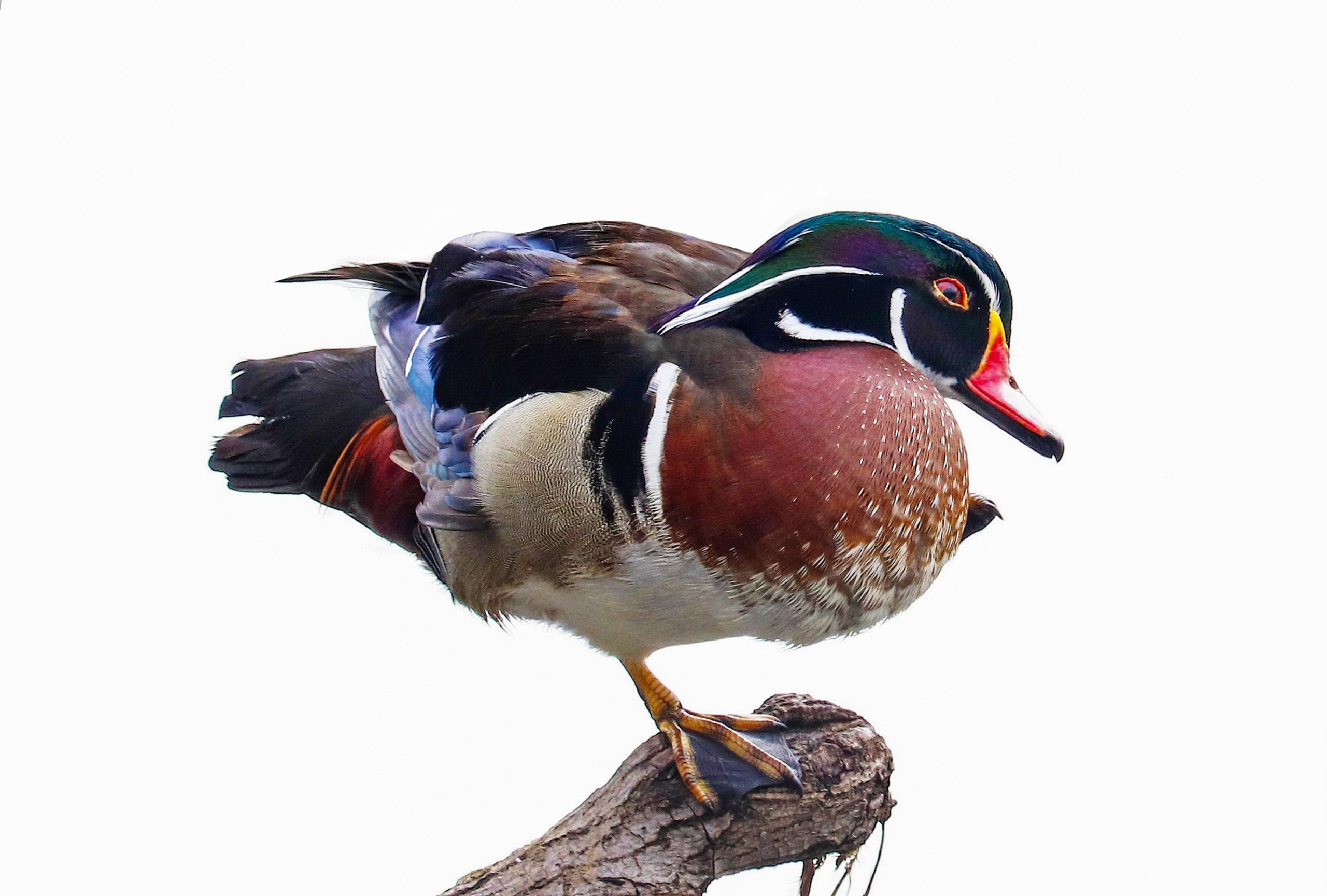 North American Wood Duck