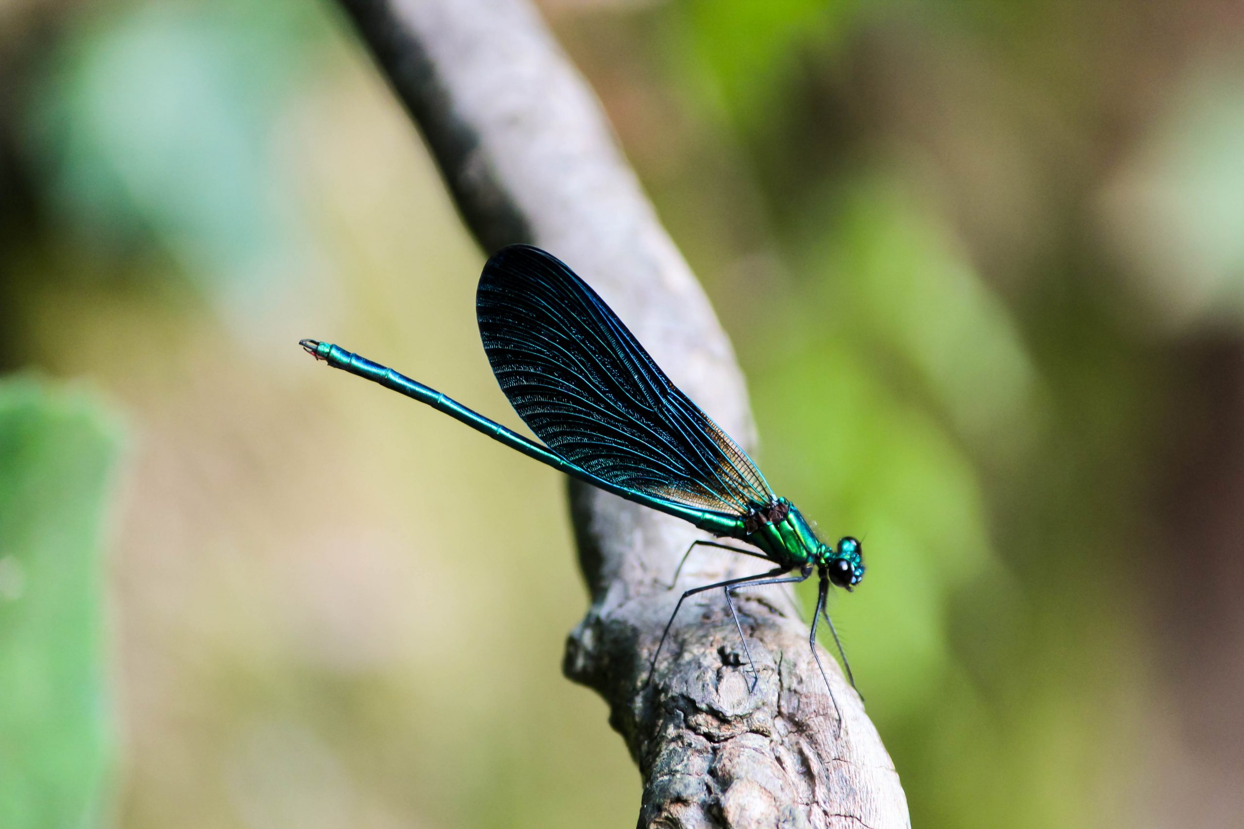 Odonata