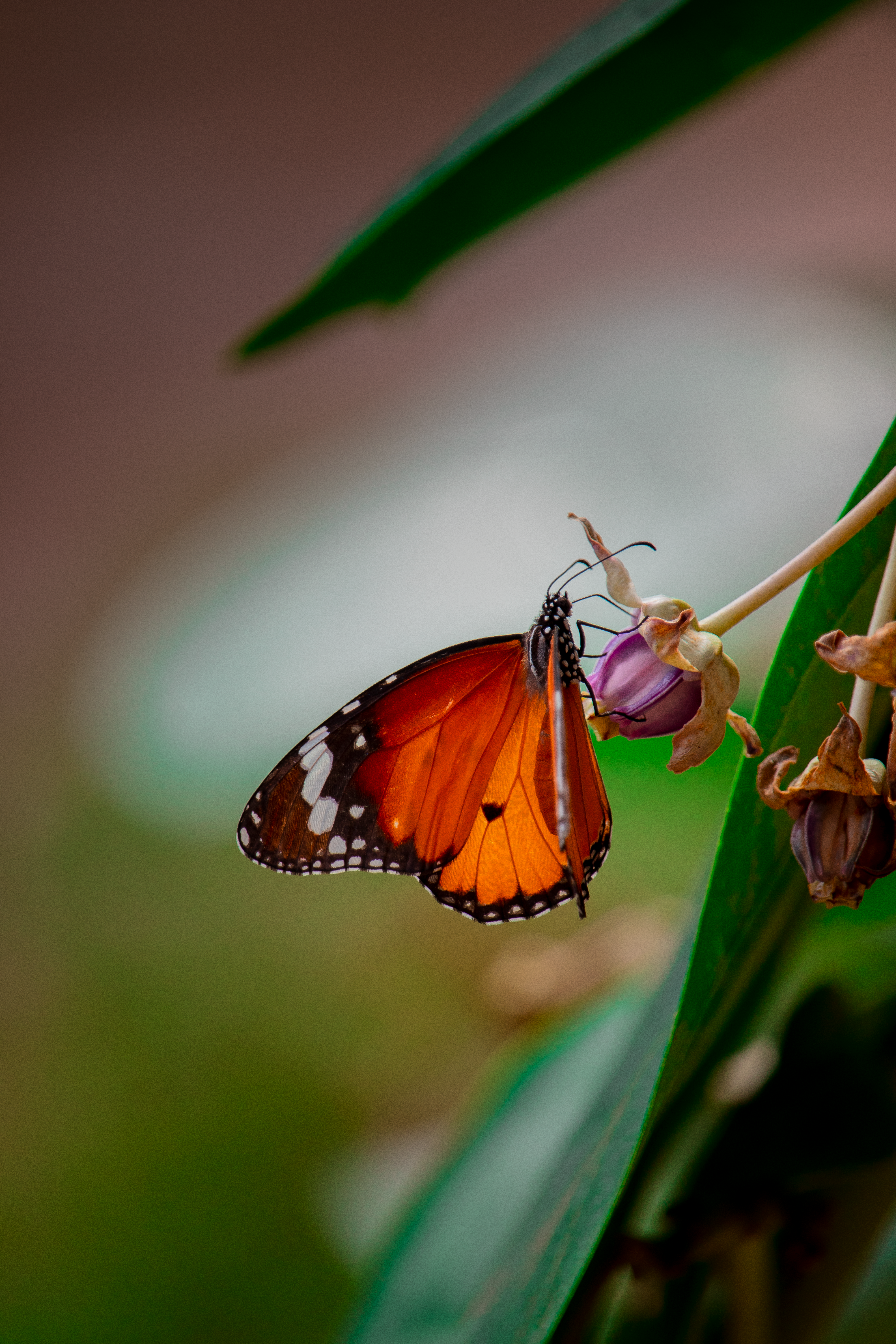Orange Butterfly on a flower