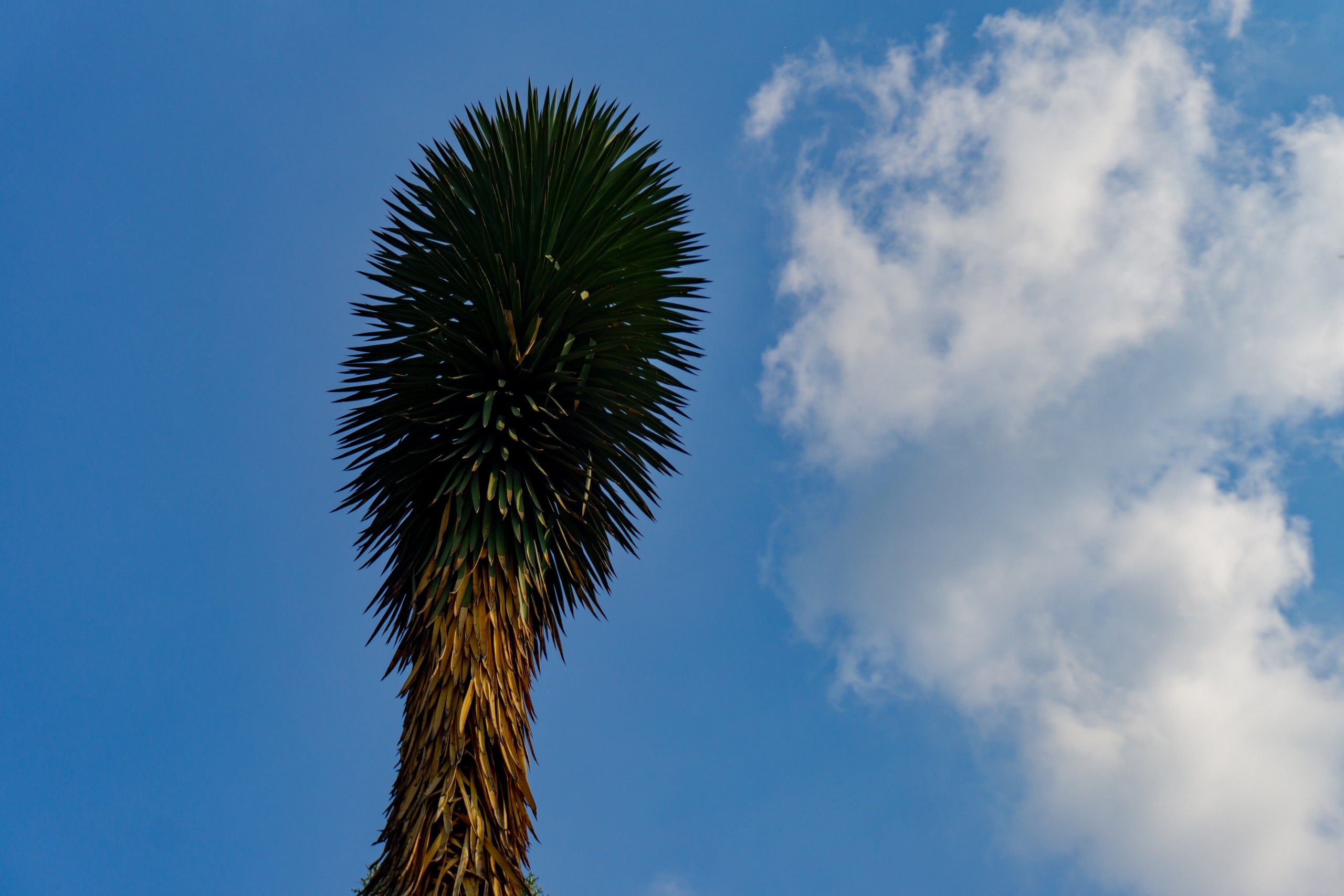 Palm cactus plant