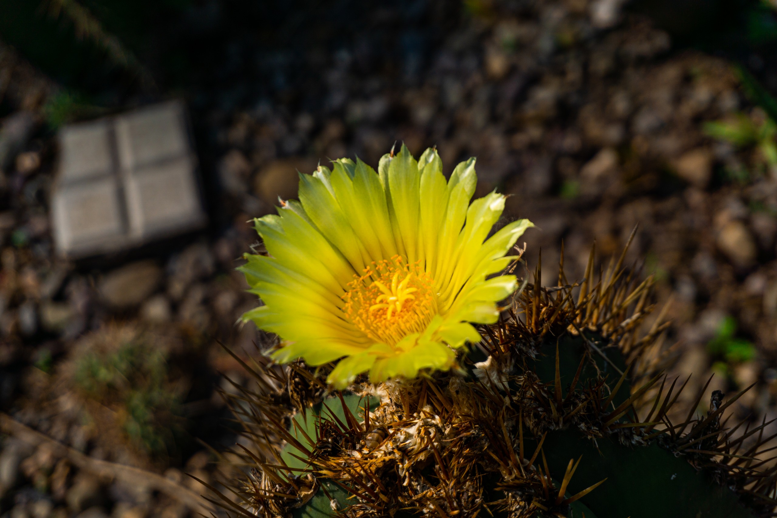 Parodia – Flower of a cactus plant