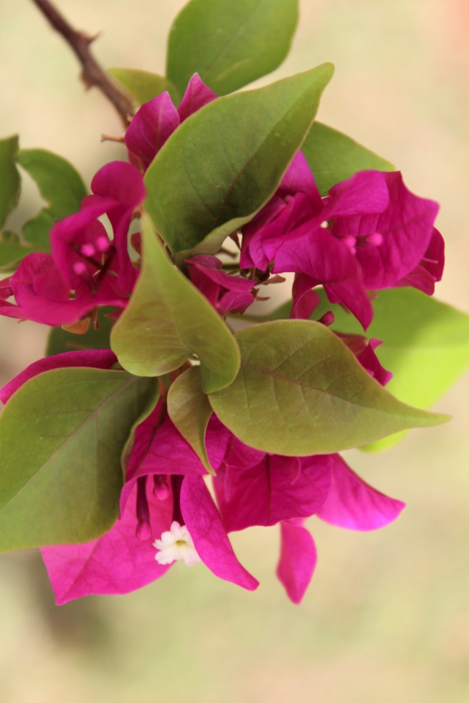 Bougainvillea flower - Free Image by Varun Gopalakrishnan on PixaHive.com
