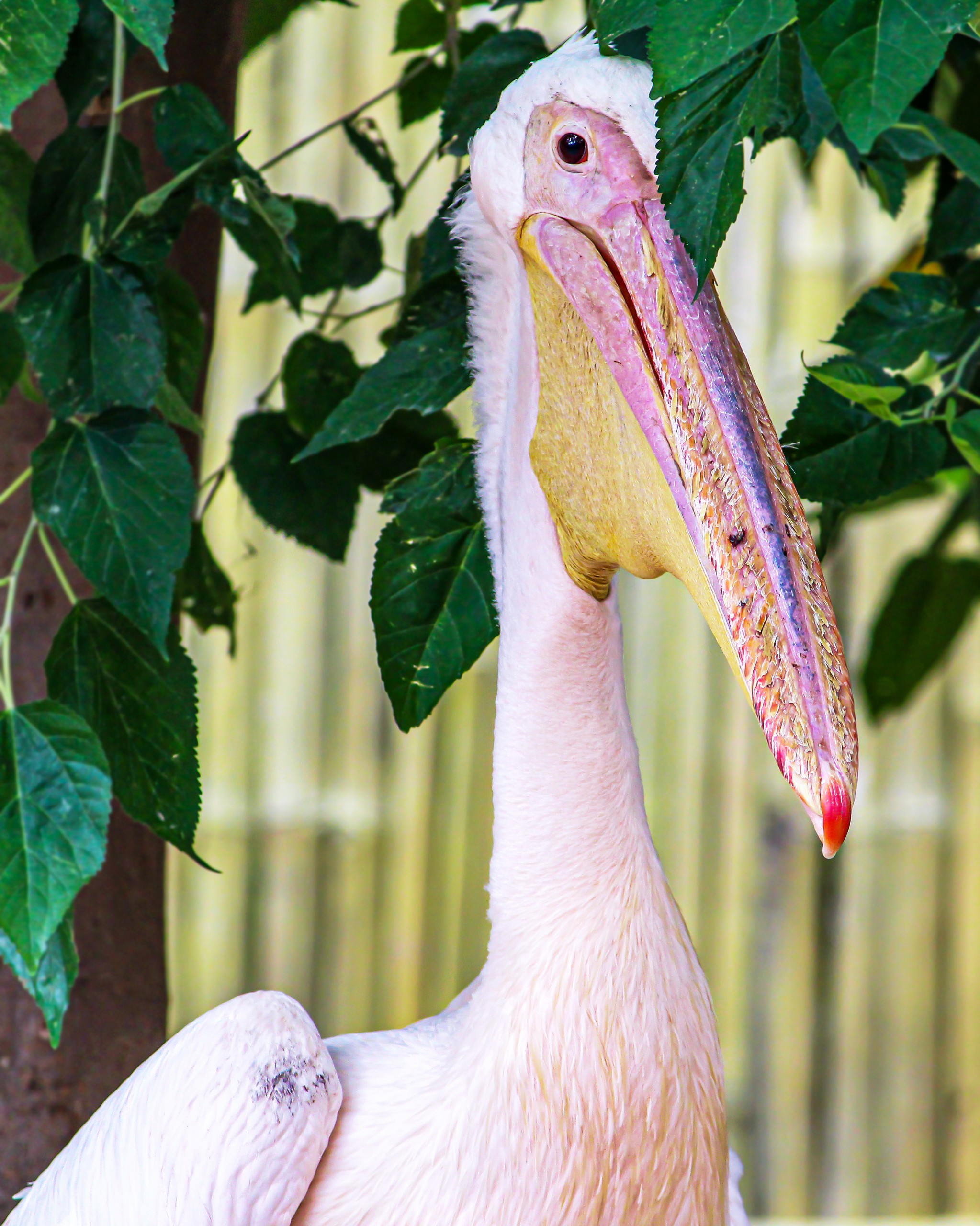 Pelican Bird with Beak