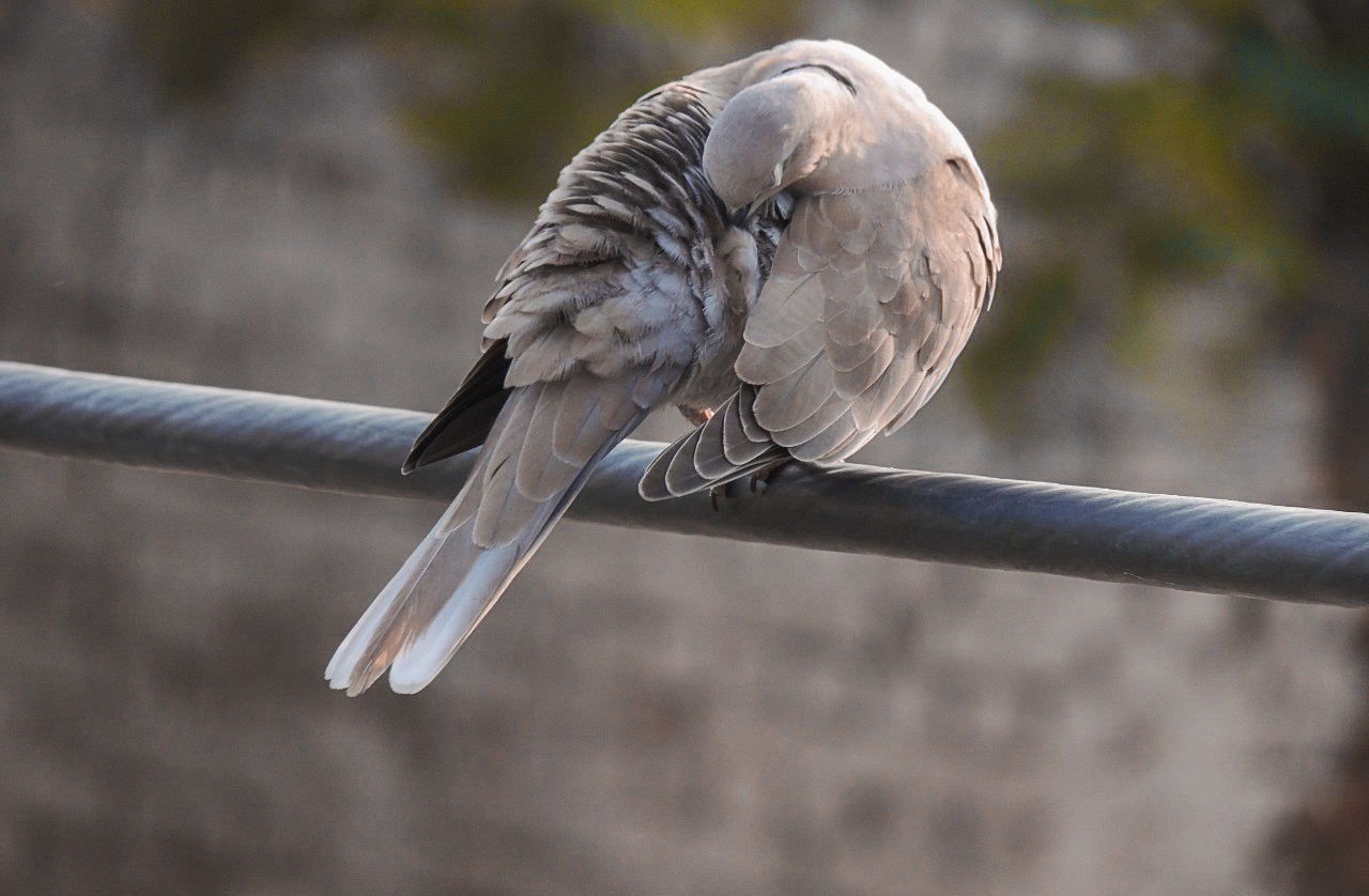 Pigeon on Focus