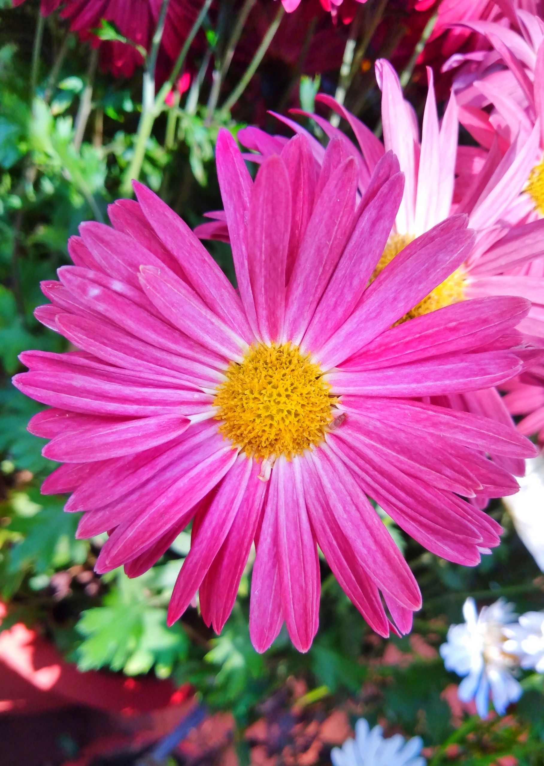 Blooming Pink Flower