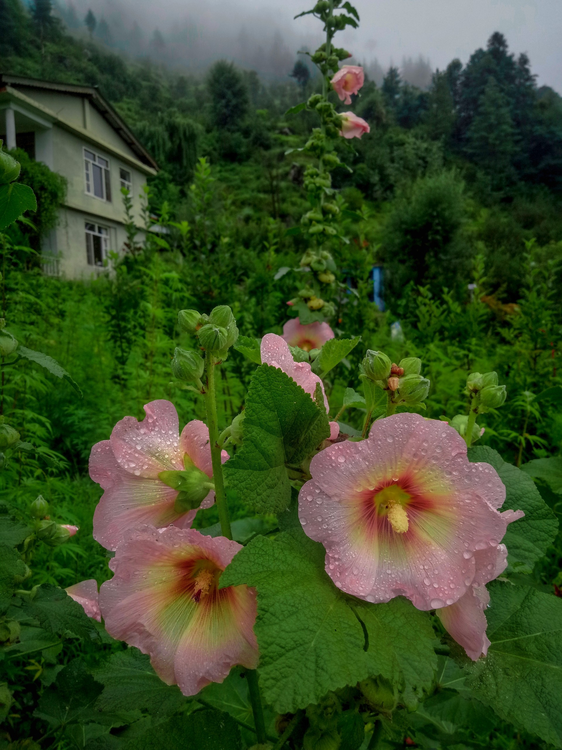 Pink Flowers with Dew Drops