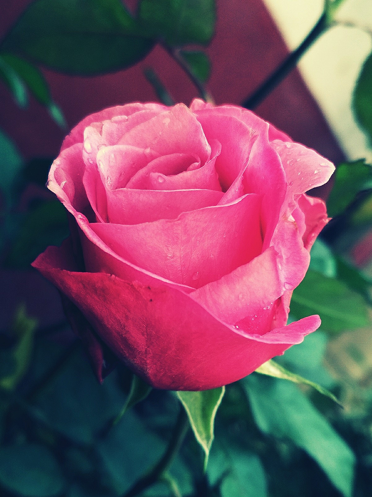 A fresh pink rose