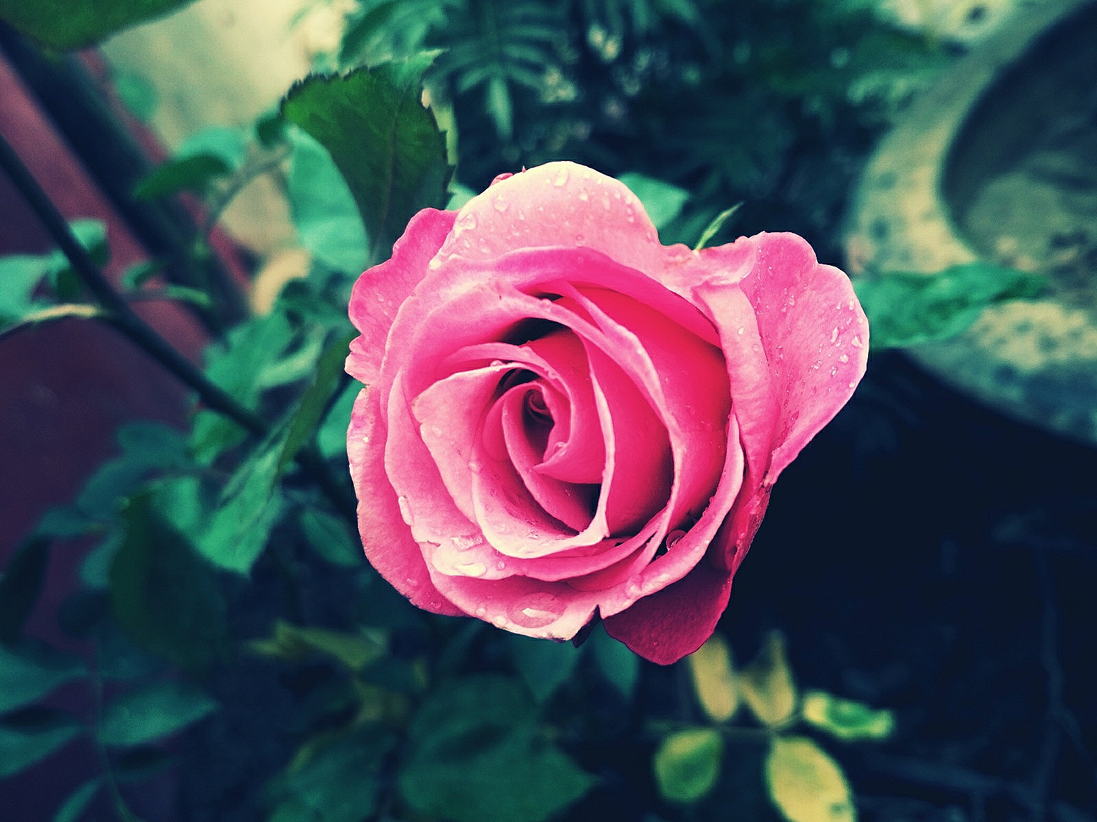 Pink Rose