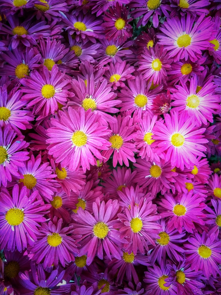 Purple Daisy Flowers - PixaHive