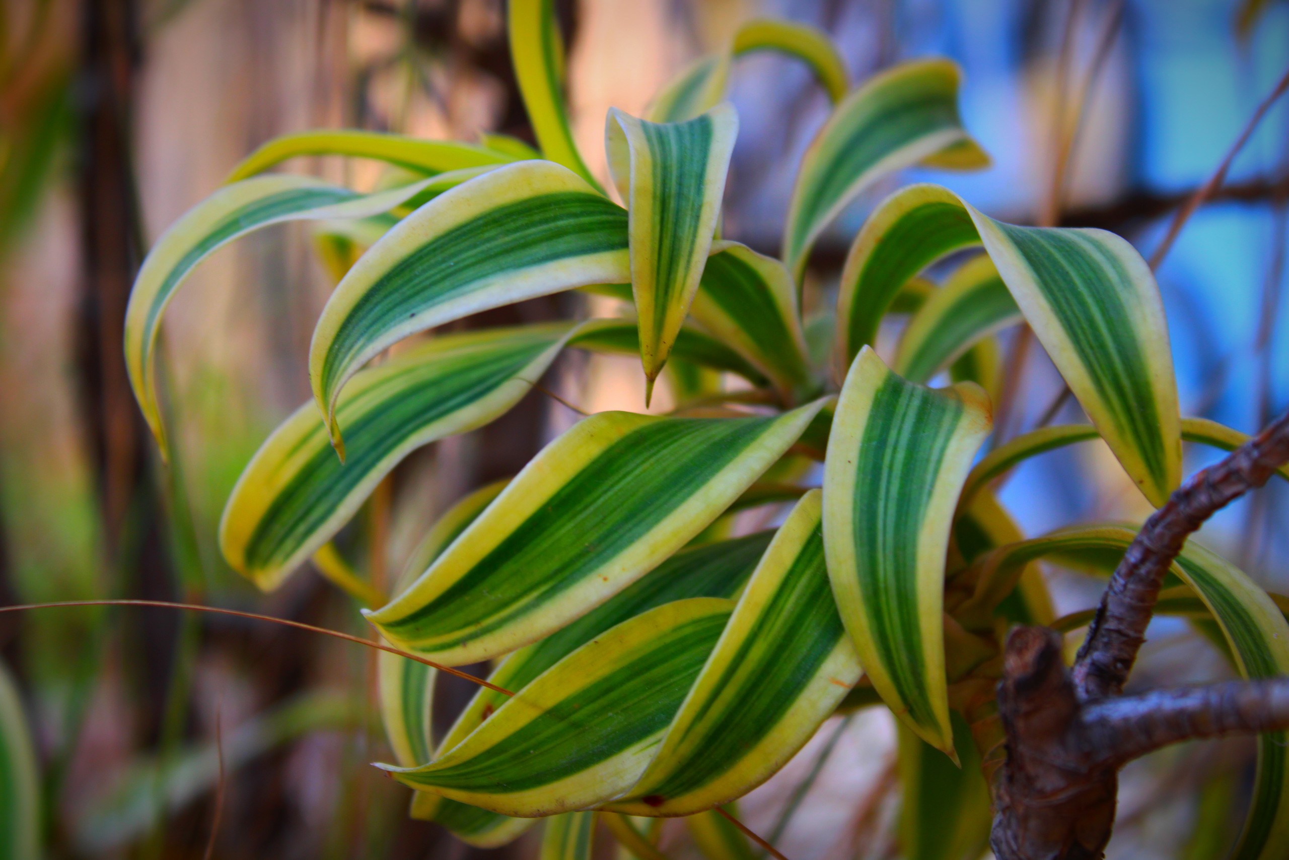 Plant leaves in a garden