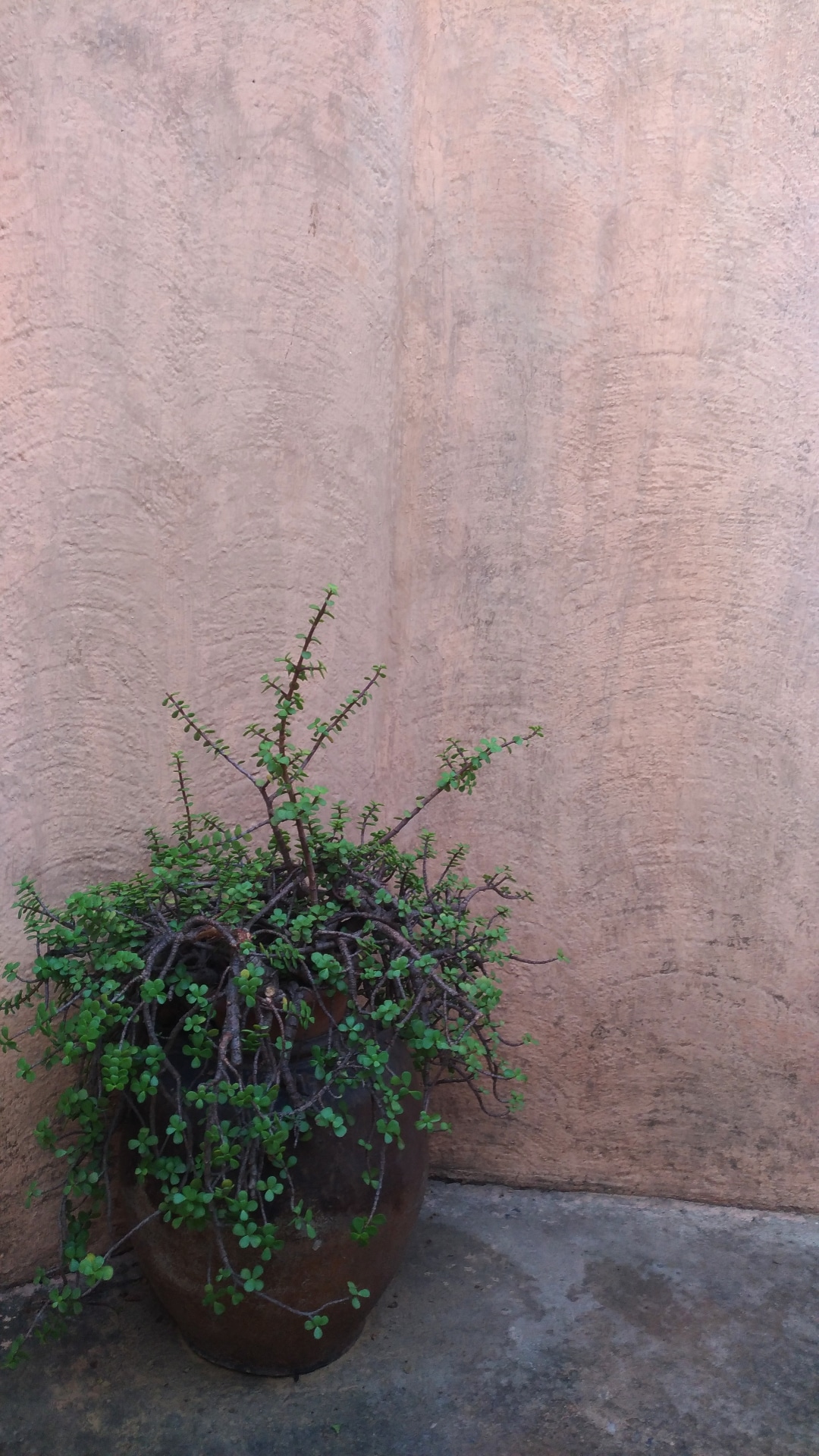 Plants on the Wall