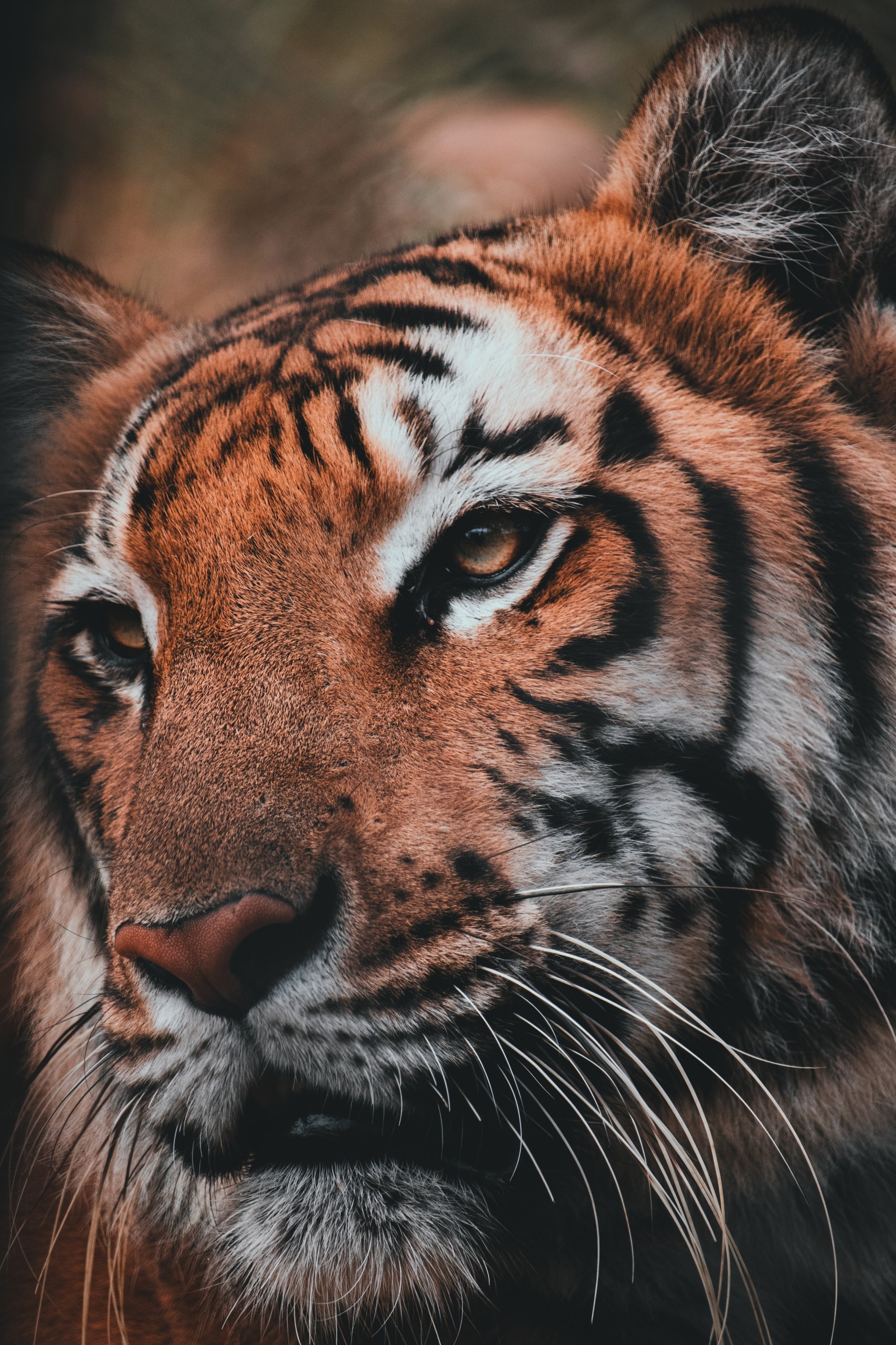 Face of a Tiger
