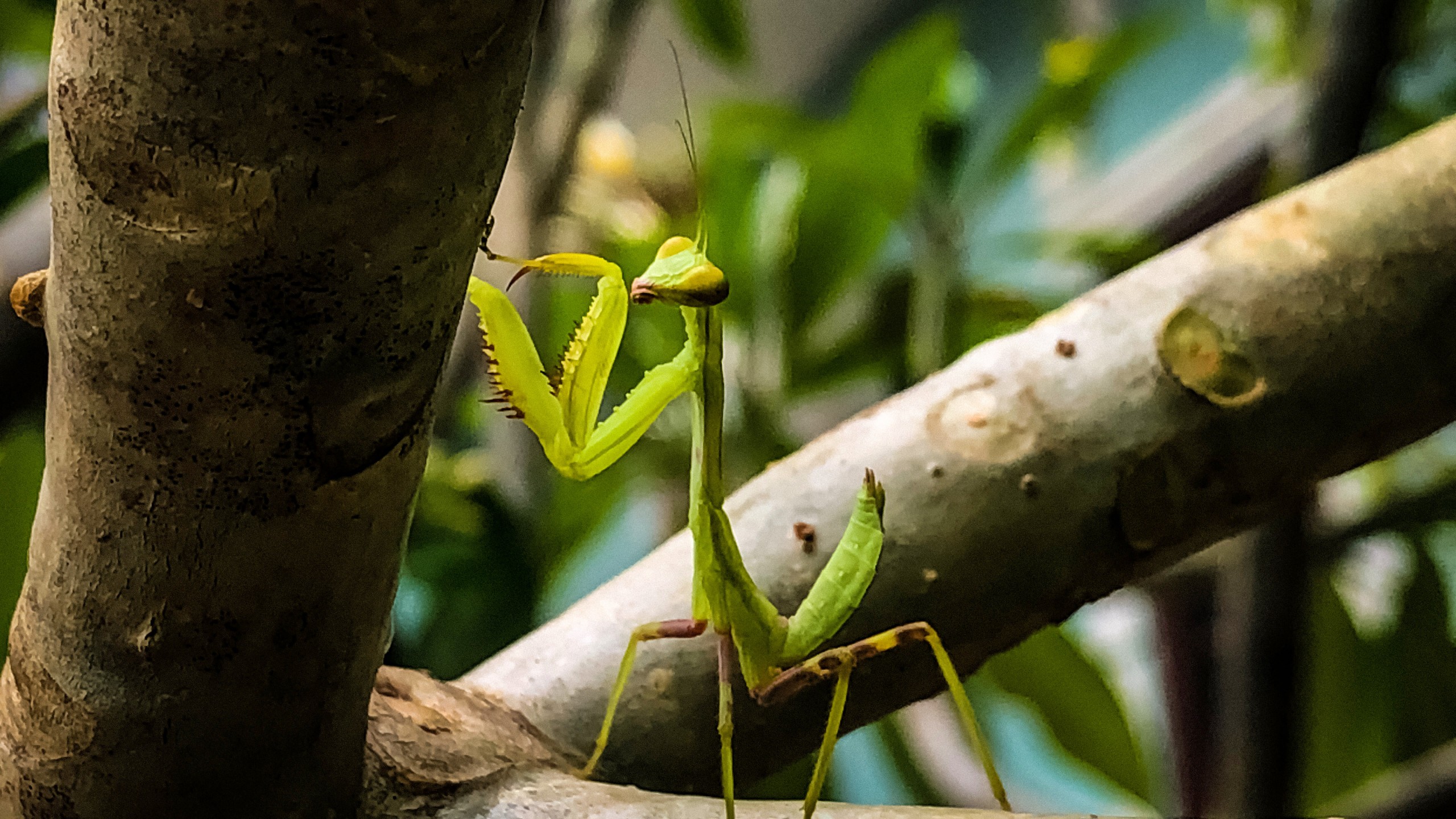 Praying Mantis Close-up