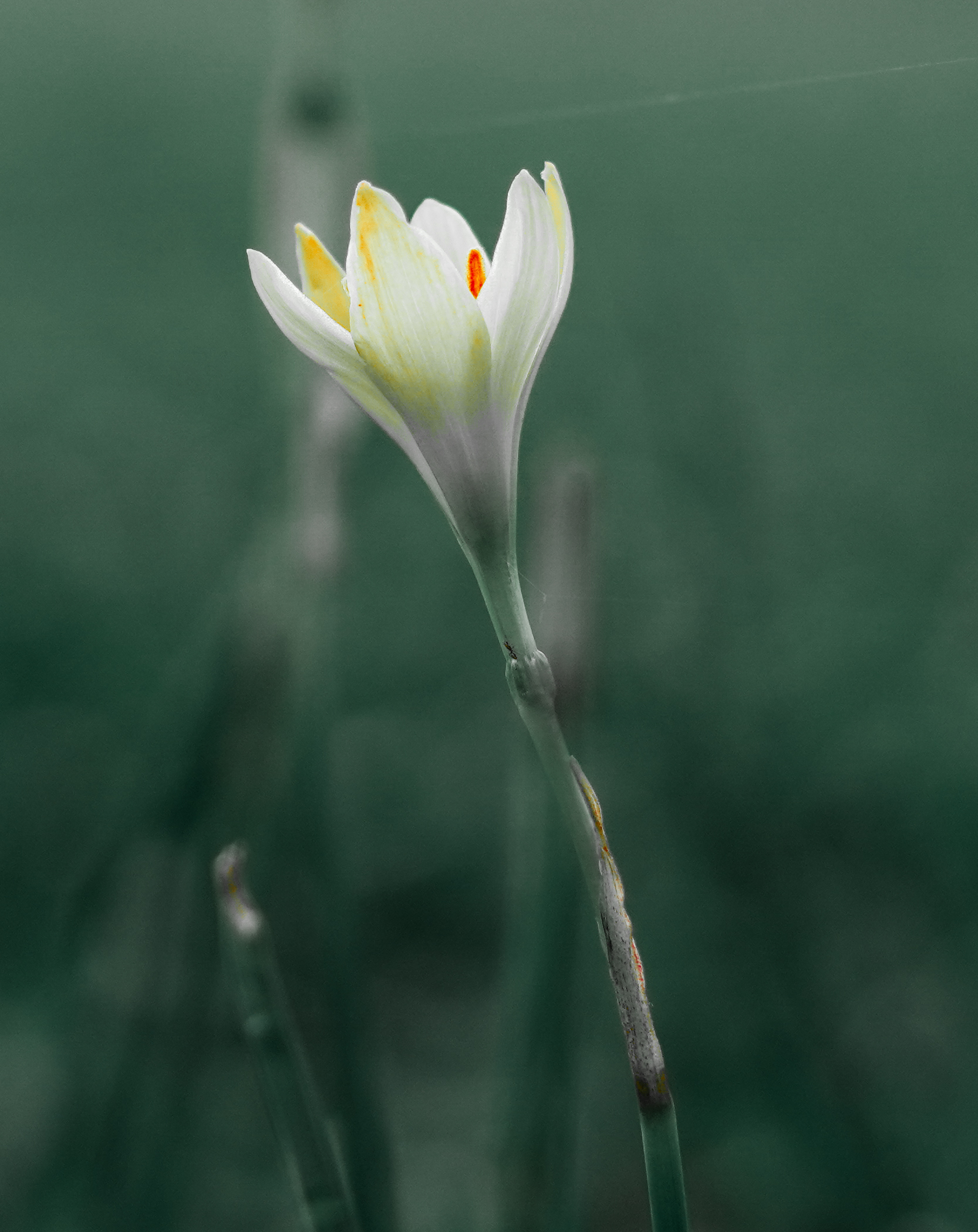 Pure white Garden Flower