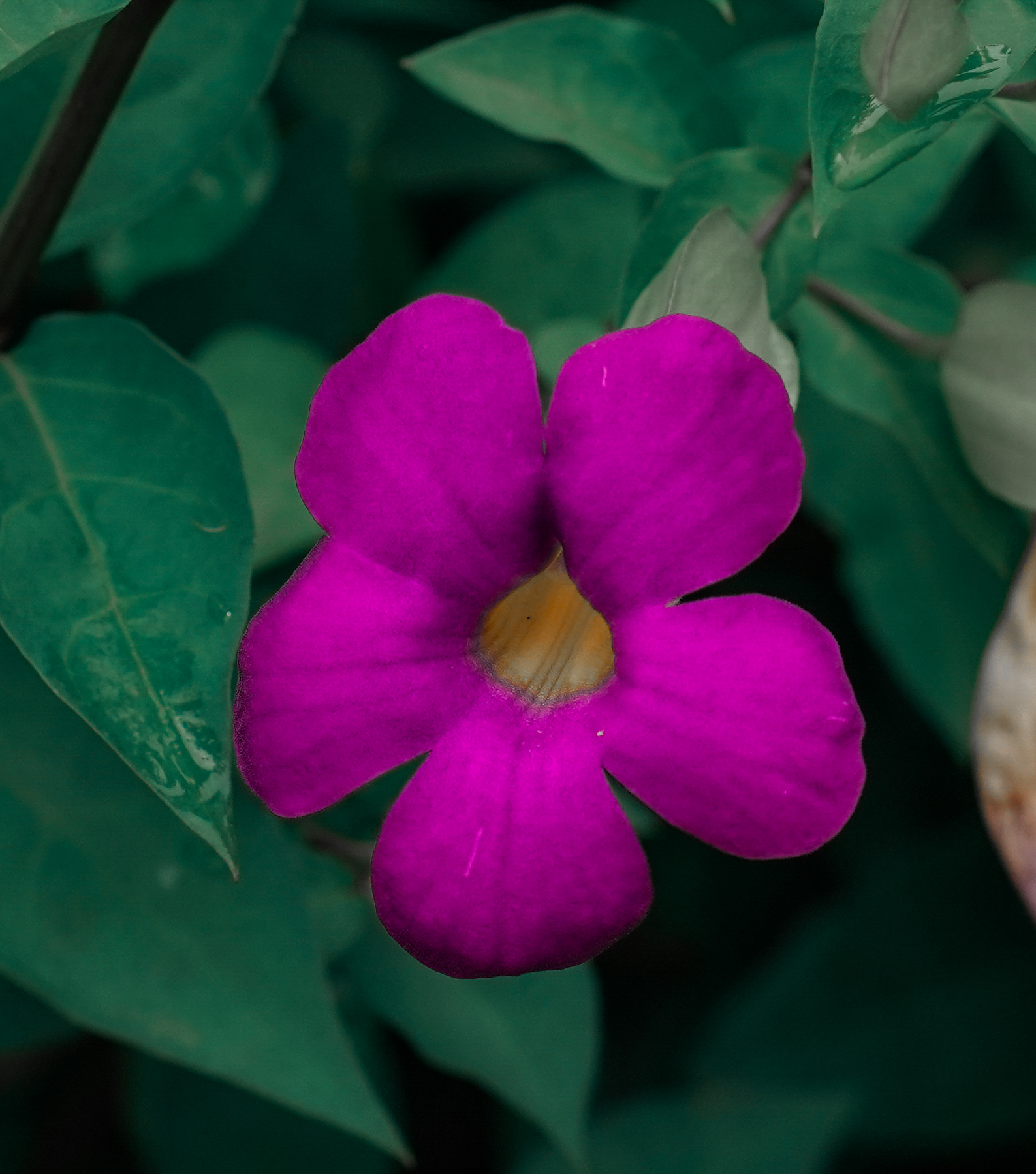 Purple Flower Beauty