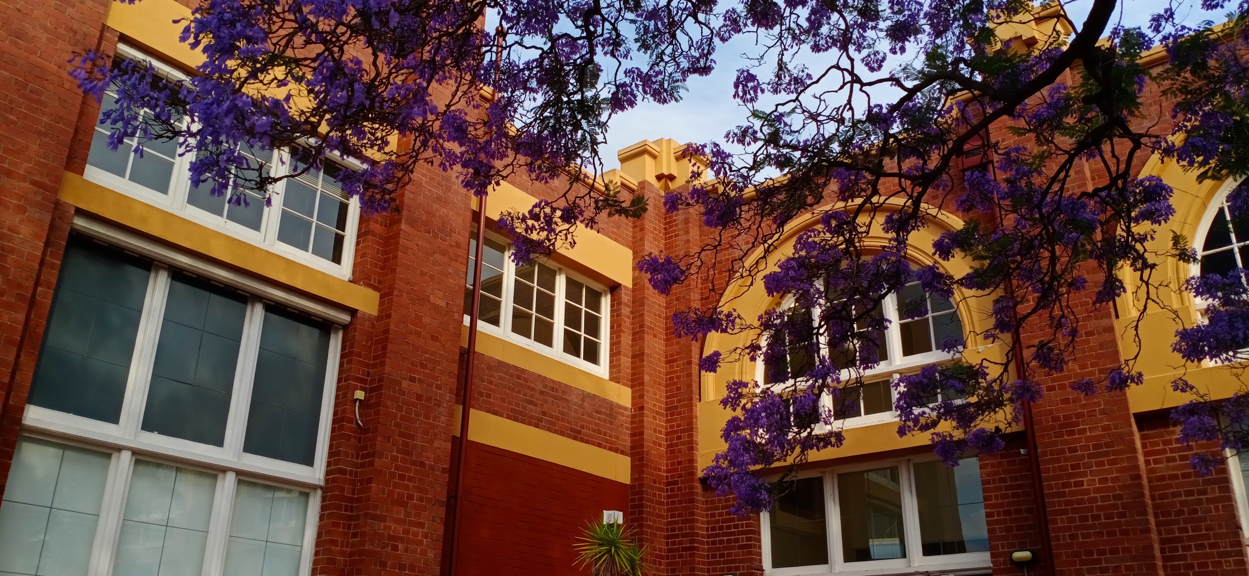 Purple Flowers in front of a Brick Building