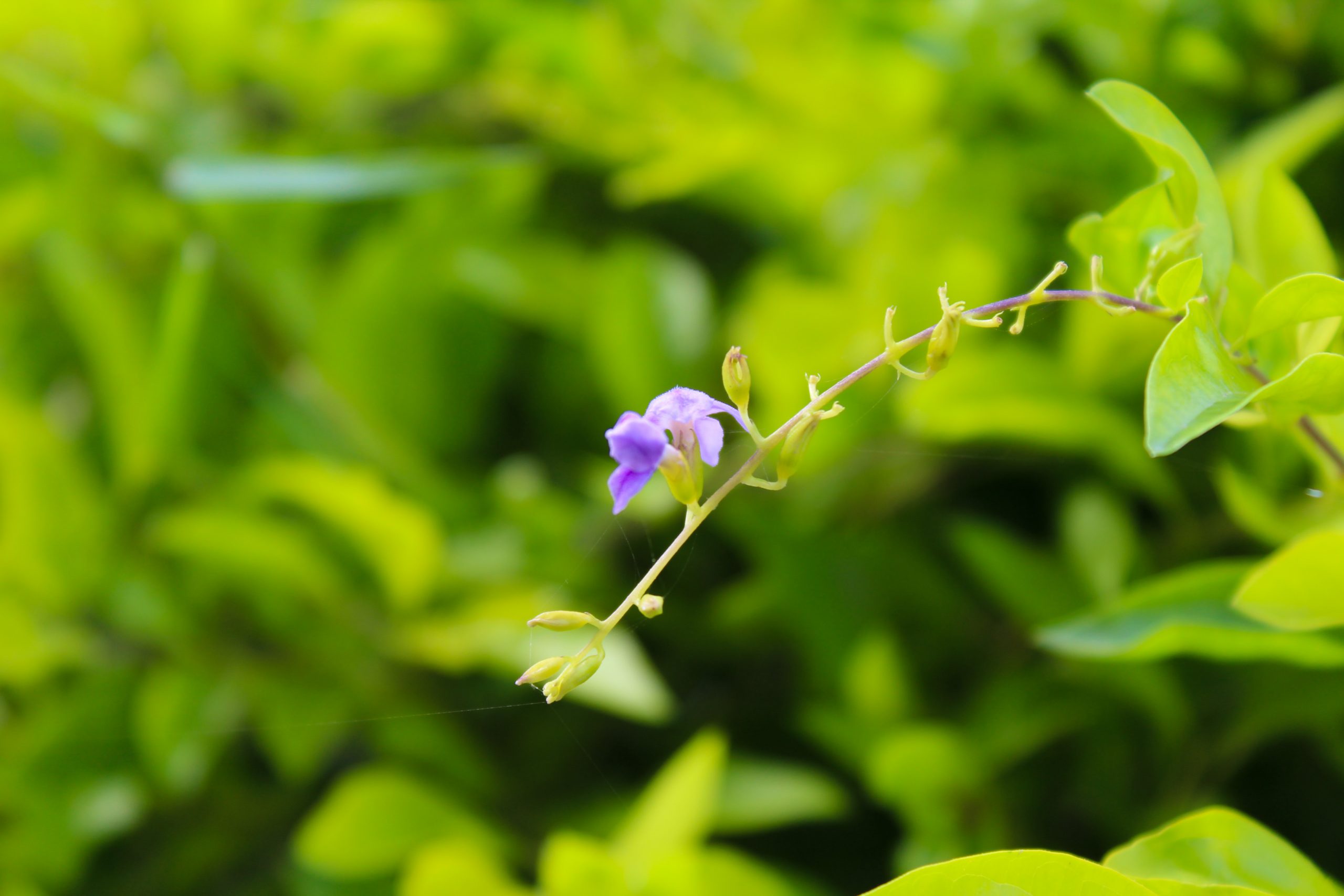 Purple Flowers on Focus