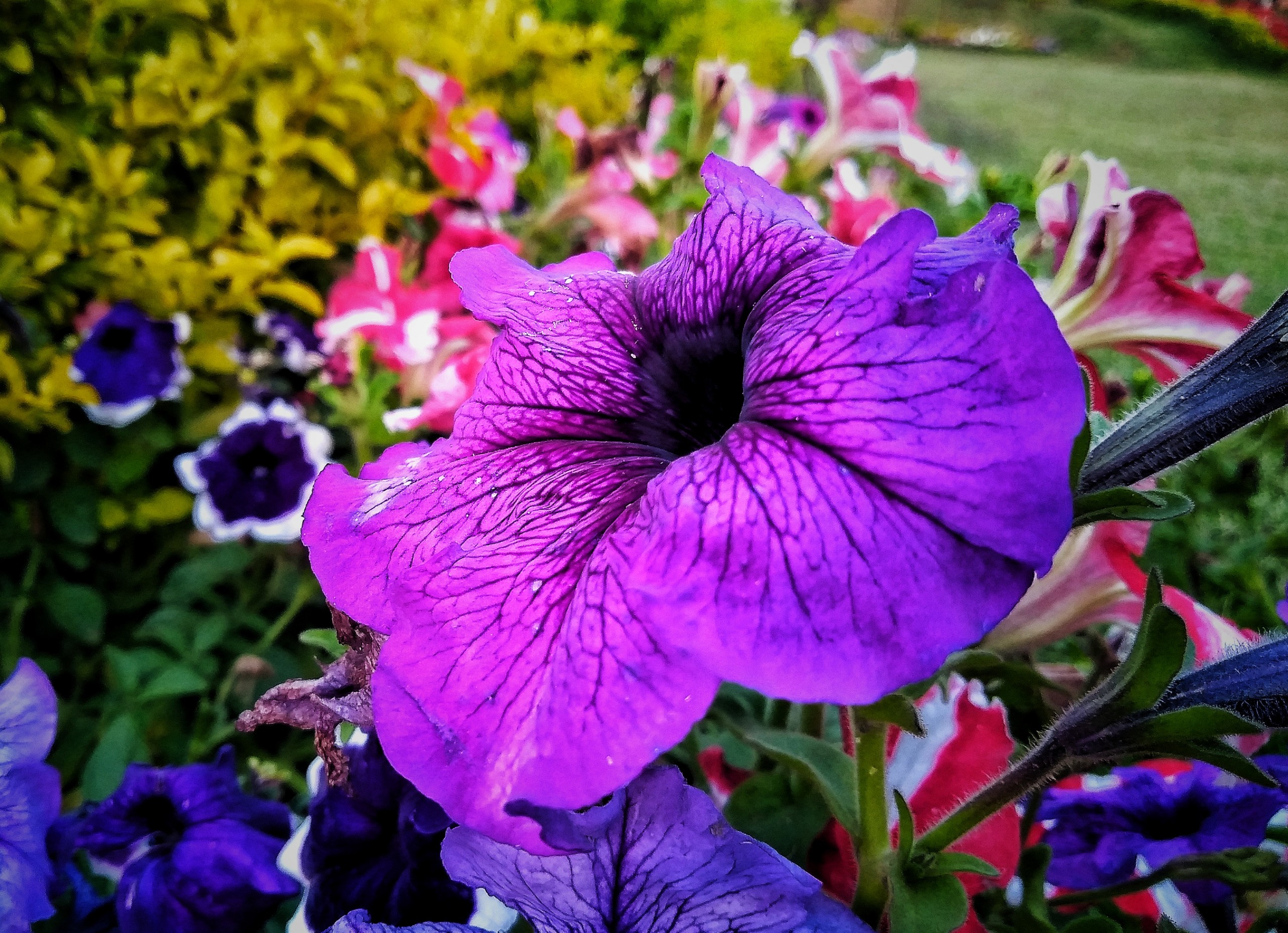 purple petunia flower