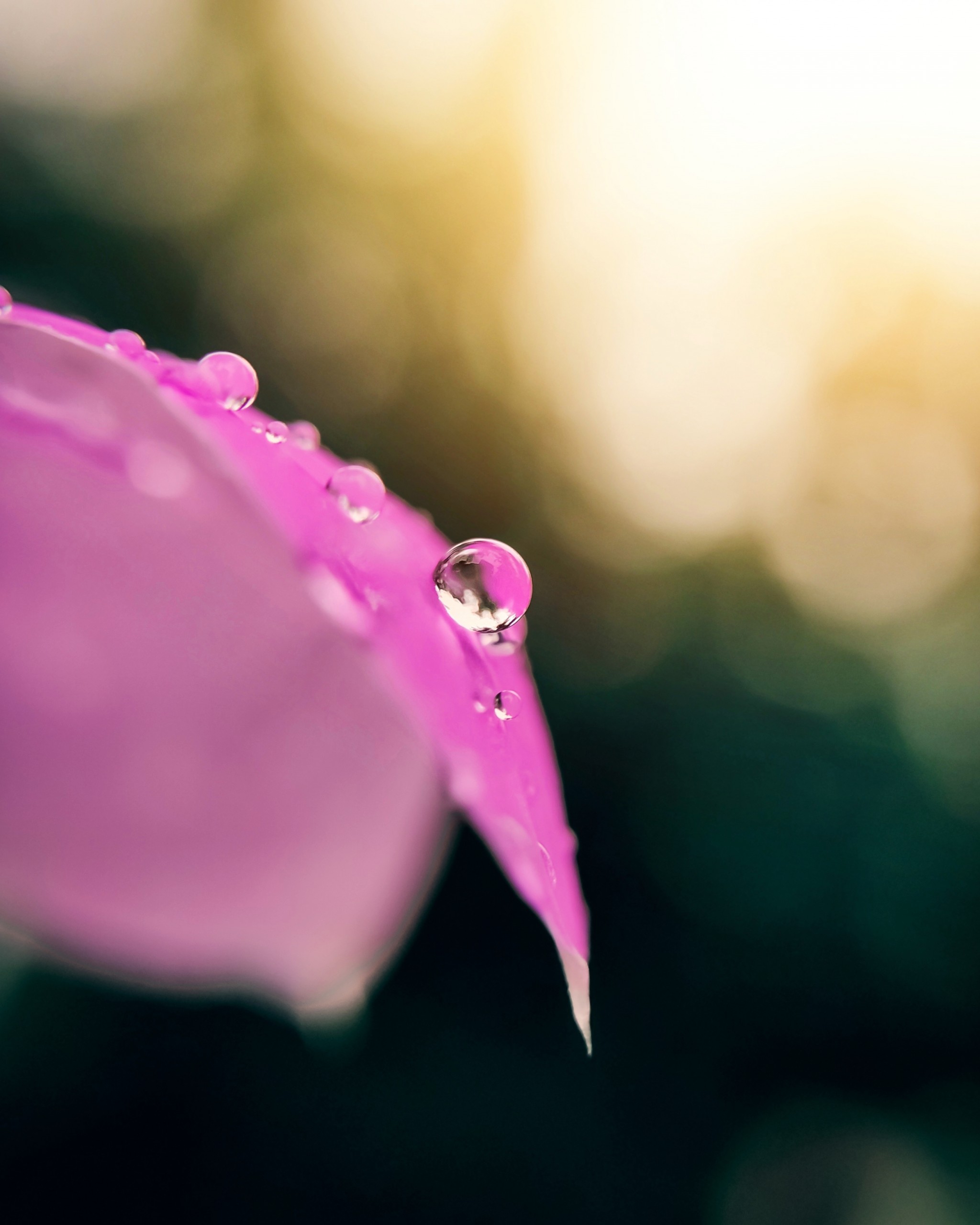 Rain droplet on Flower