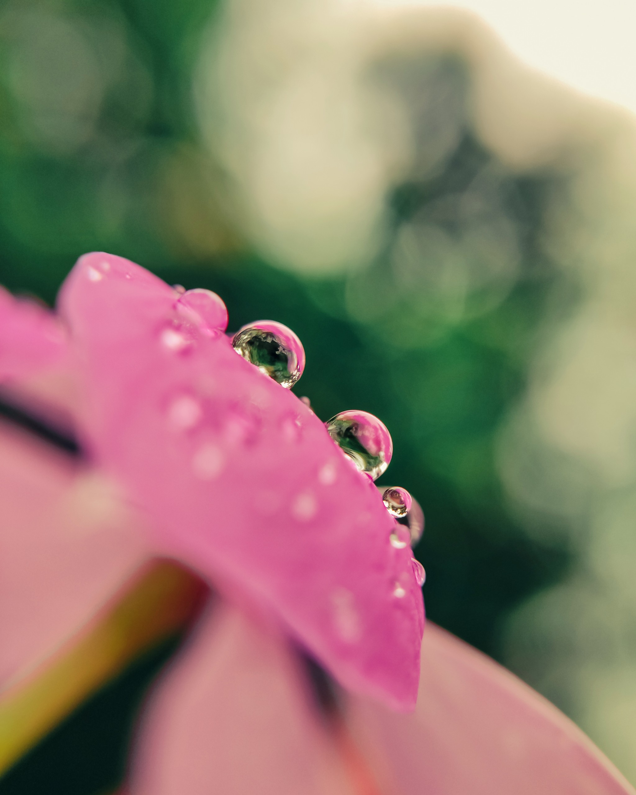 Rain droplets on petal of flower