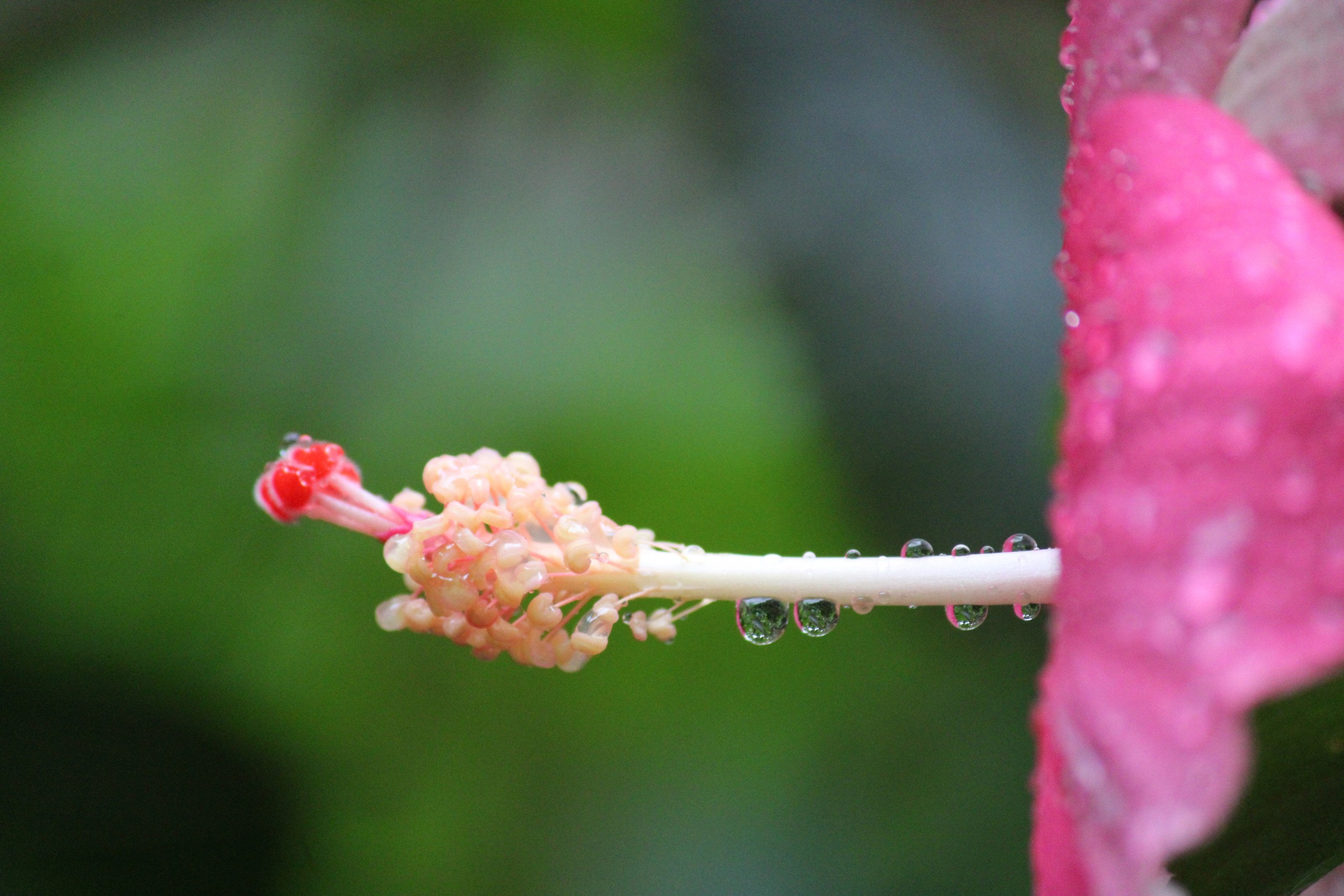 Rain drops on hibiscus