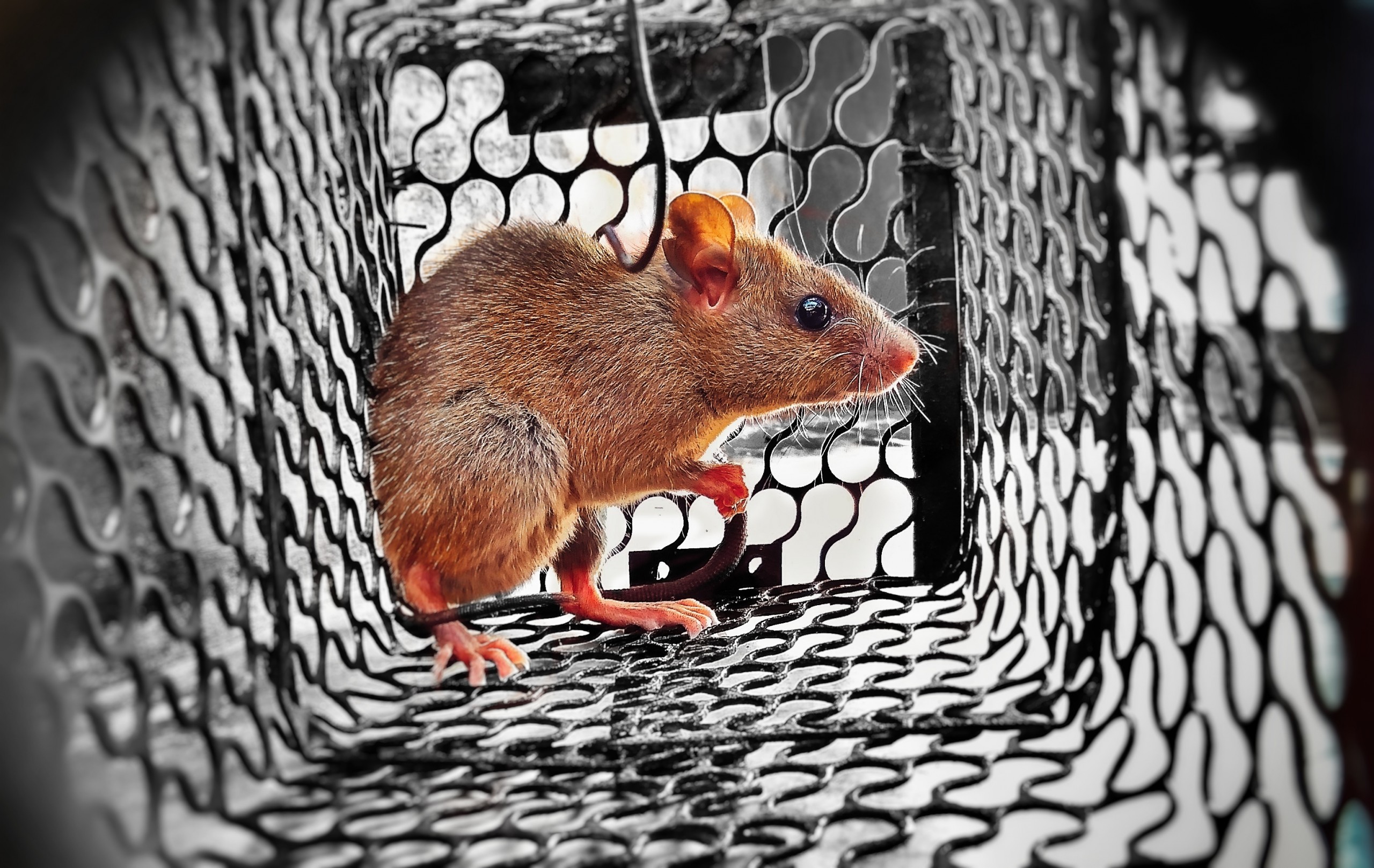 A rat in a cage