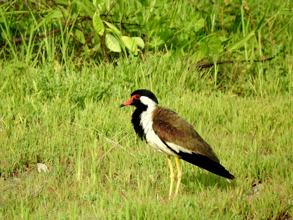 Red-Wattled Lapwing - PixaHive