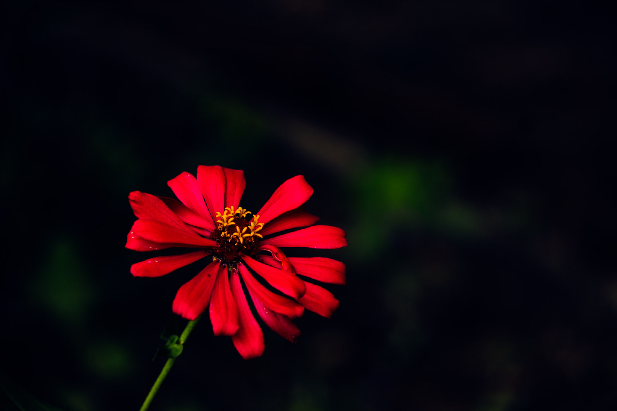 Red flower on Dark Background