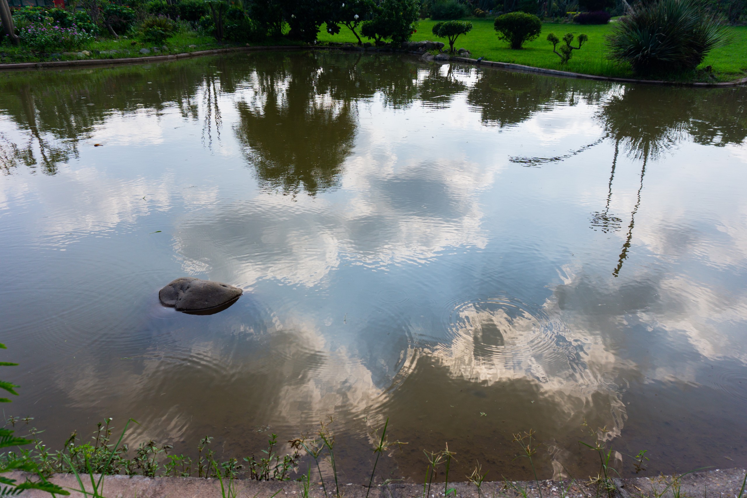 Reflection of cloudy sky in a pond