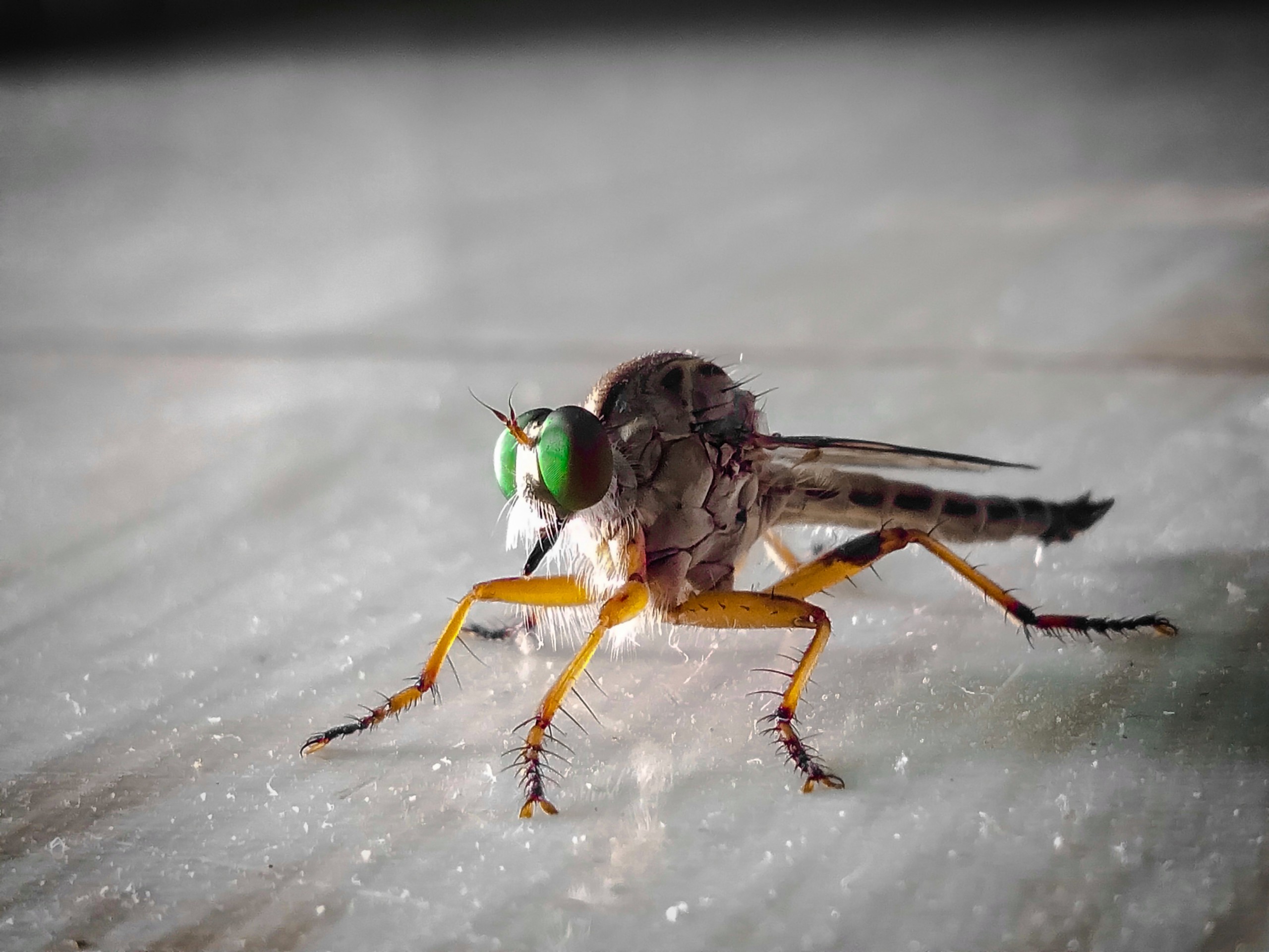 Robberfly on flat surface