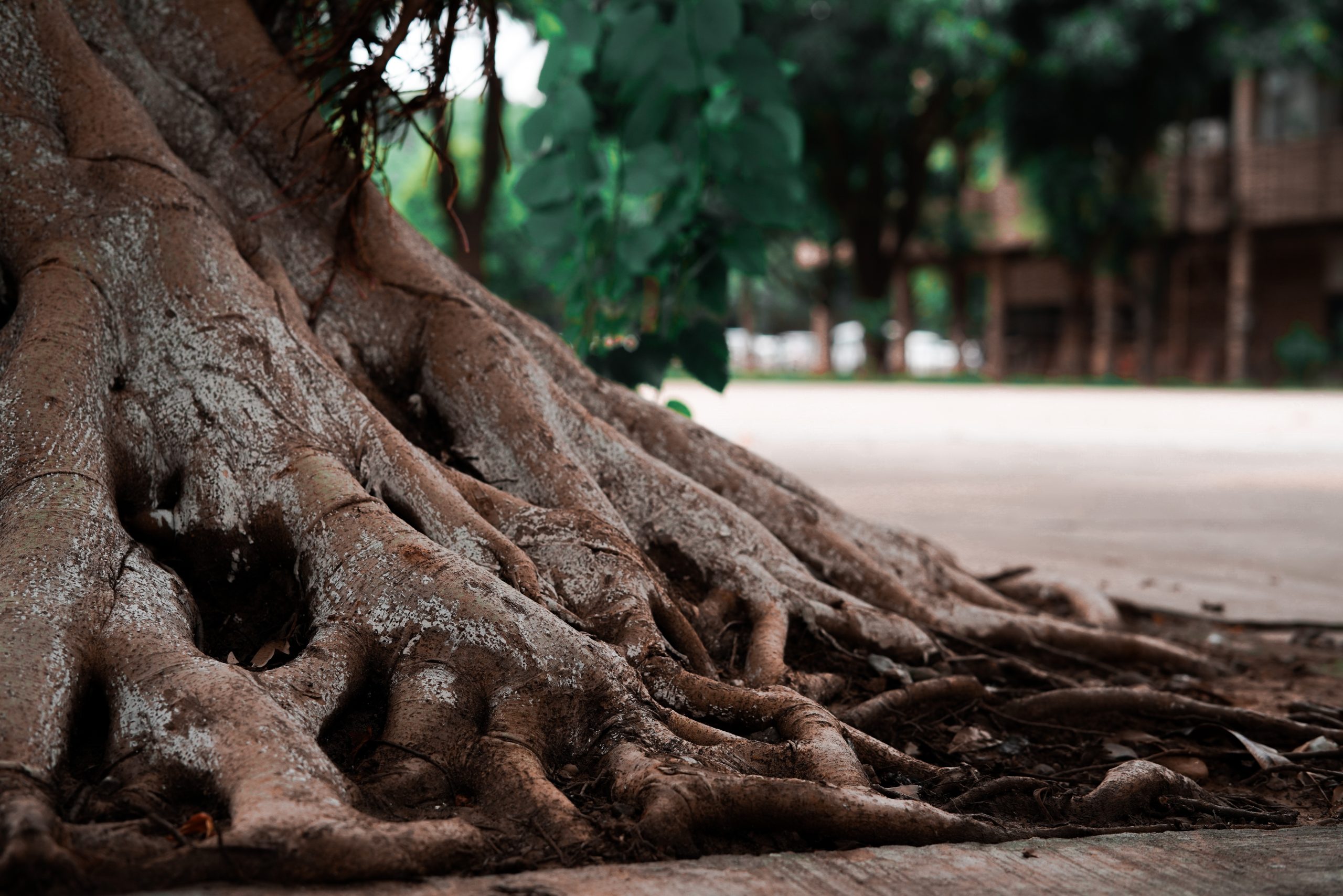 Roots of a Tree