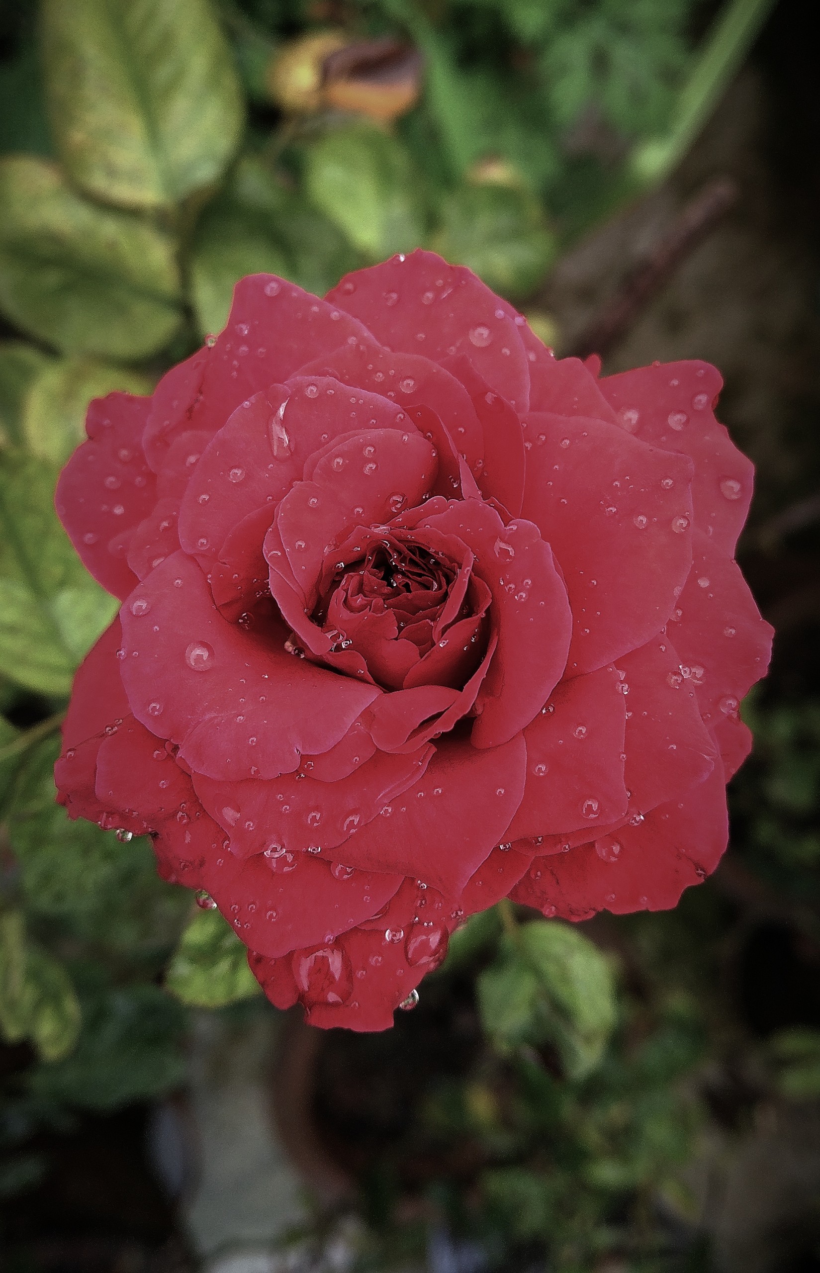 Rose Flower with Rain Droplets