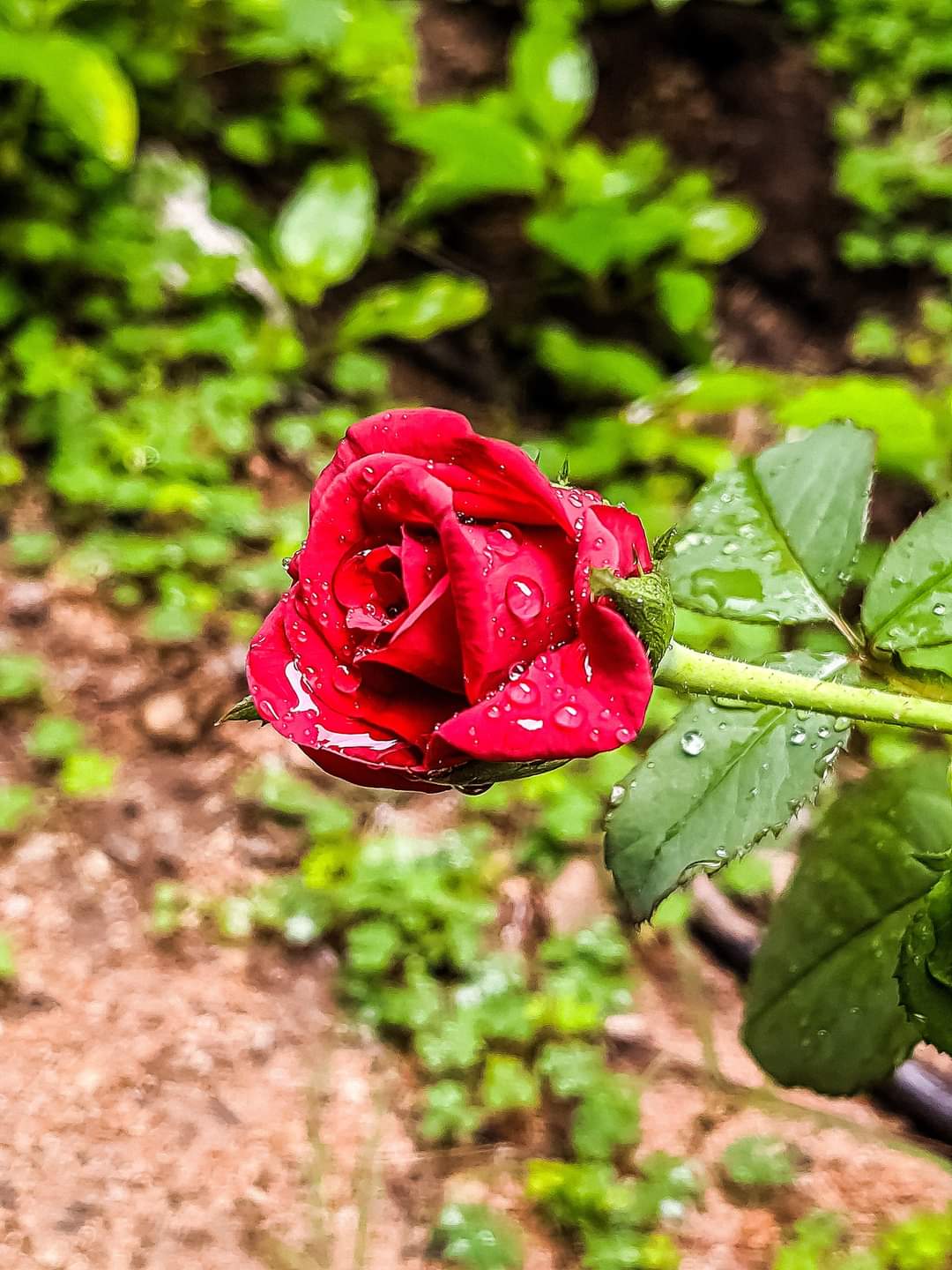 Moisture on a red rose