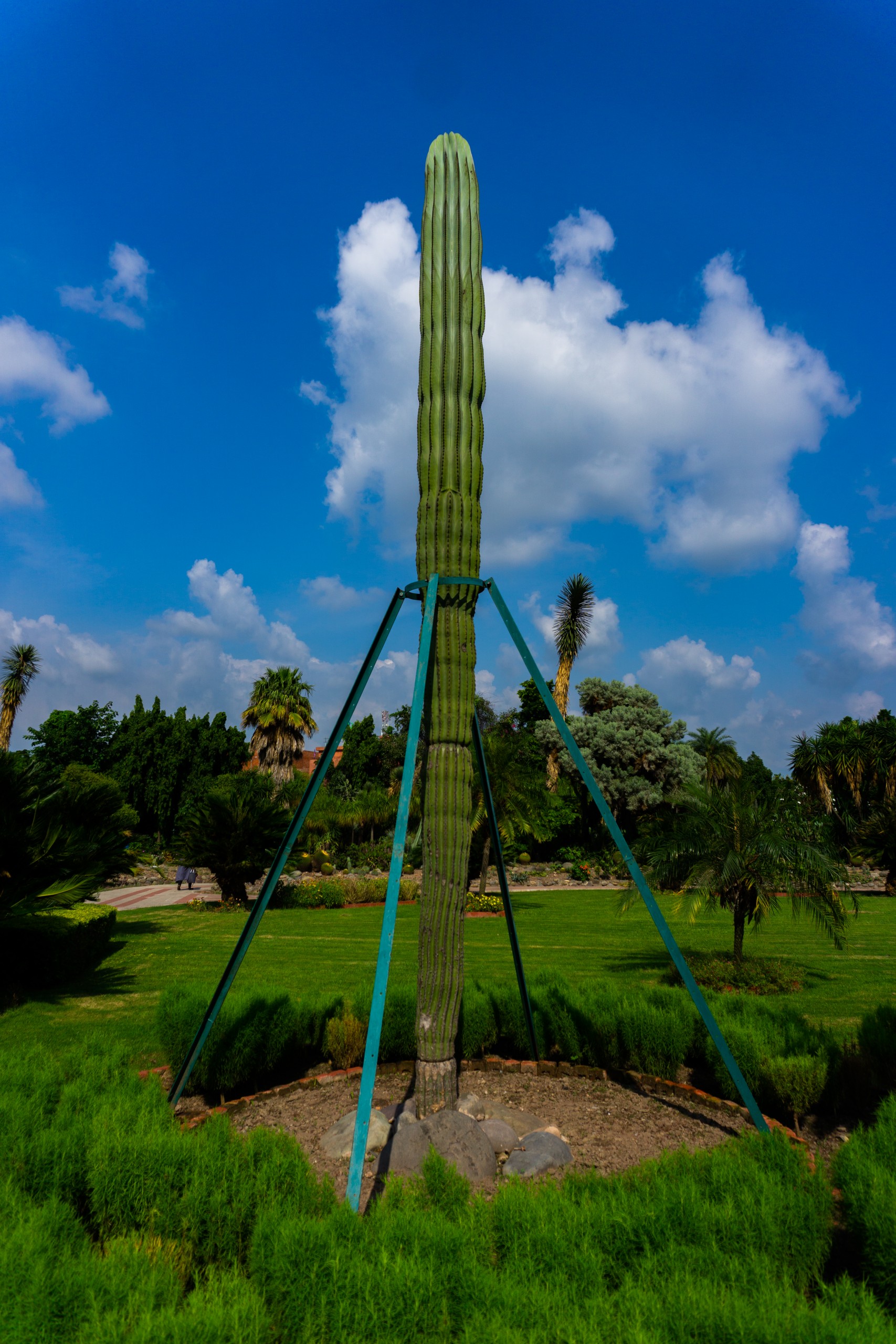 Saguaro Cactus plant