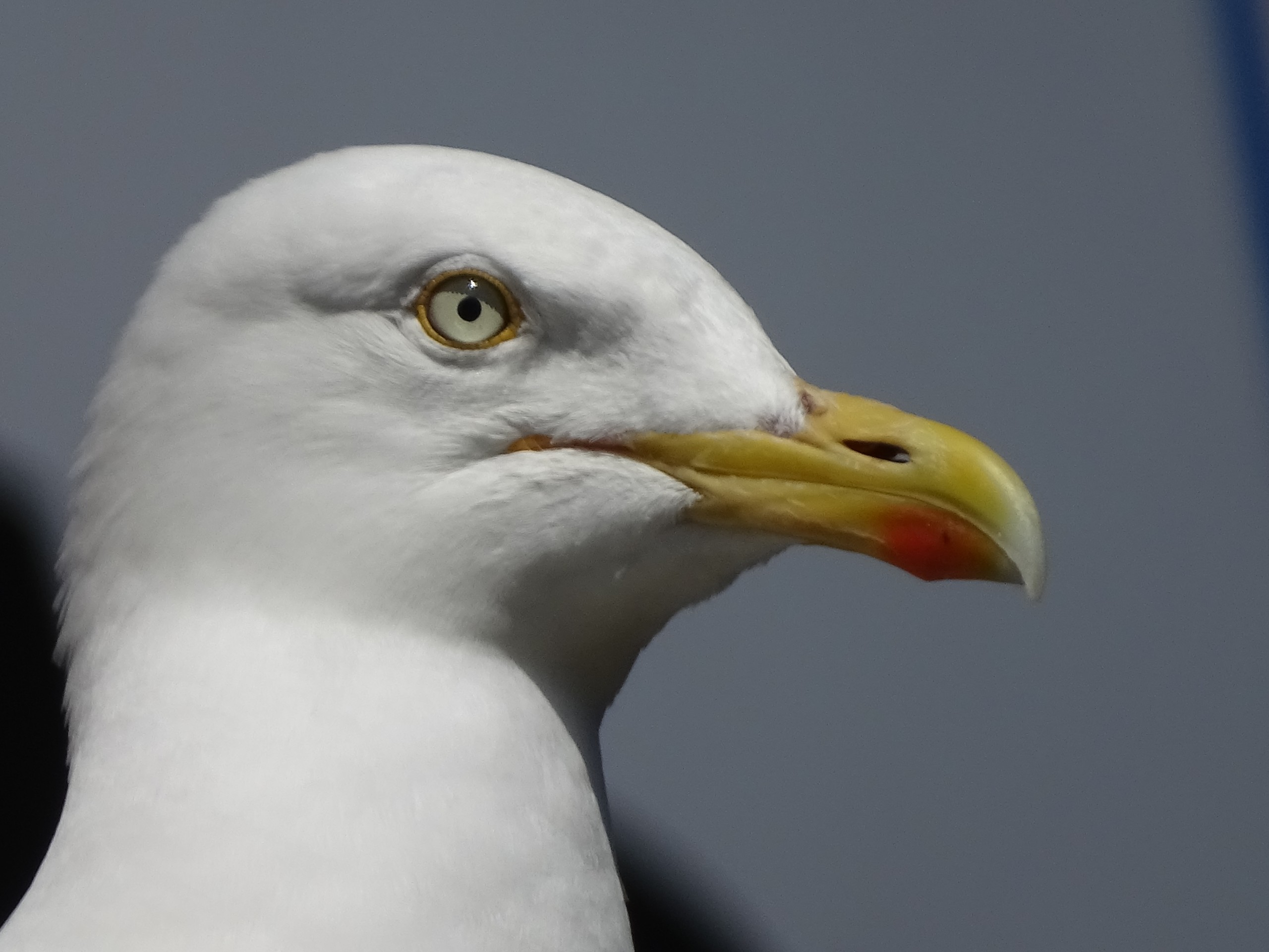 Head of a seagull