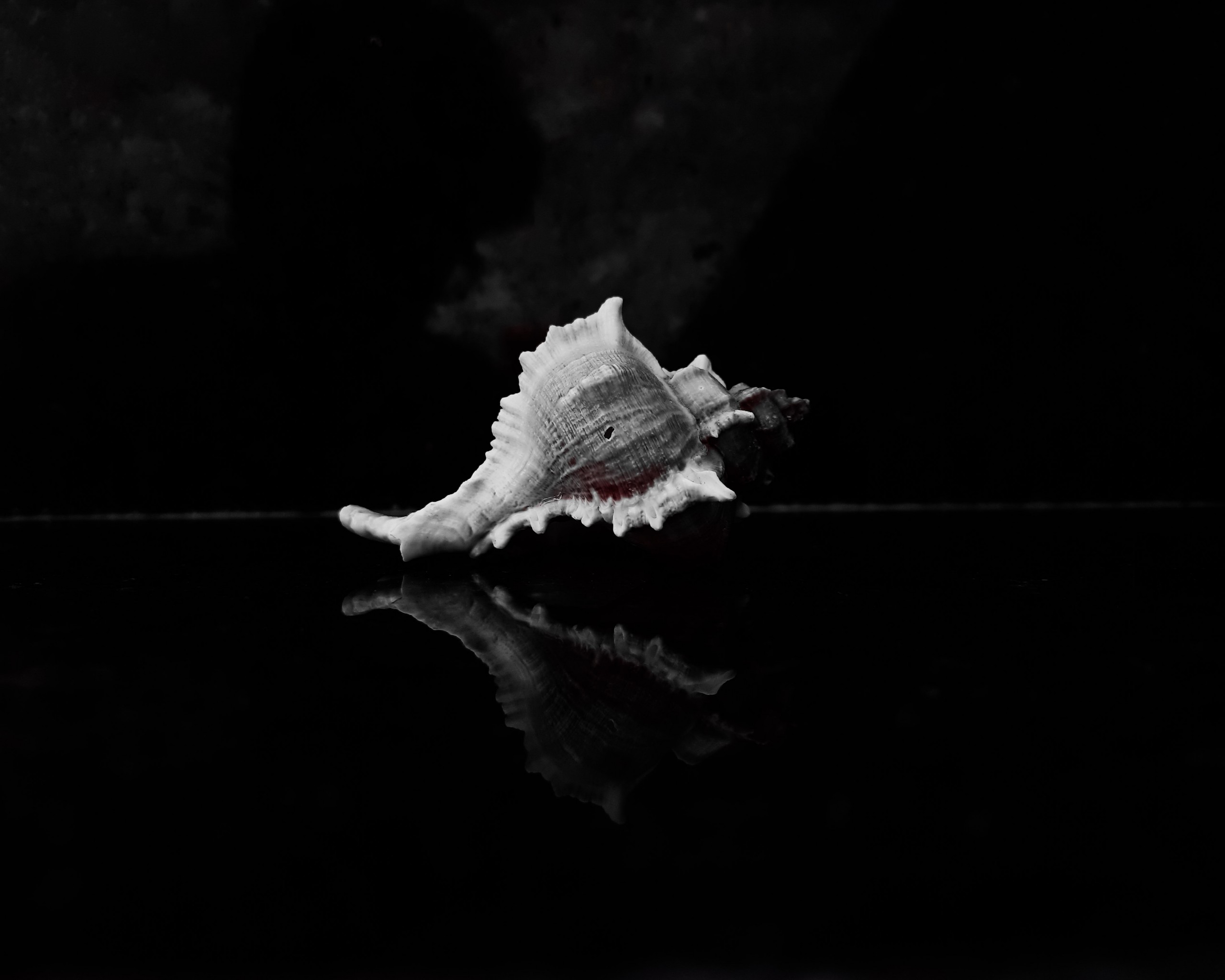 Conch Shell on Black Background